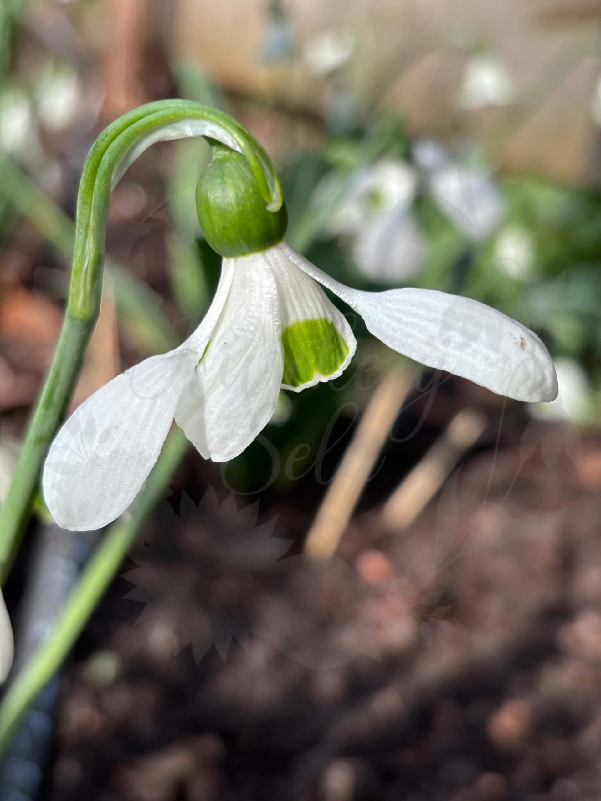 Galanthus "Mr. Blobby" 2