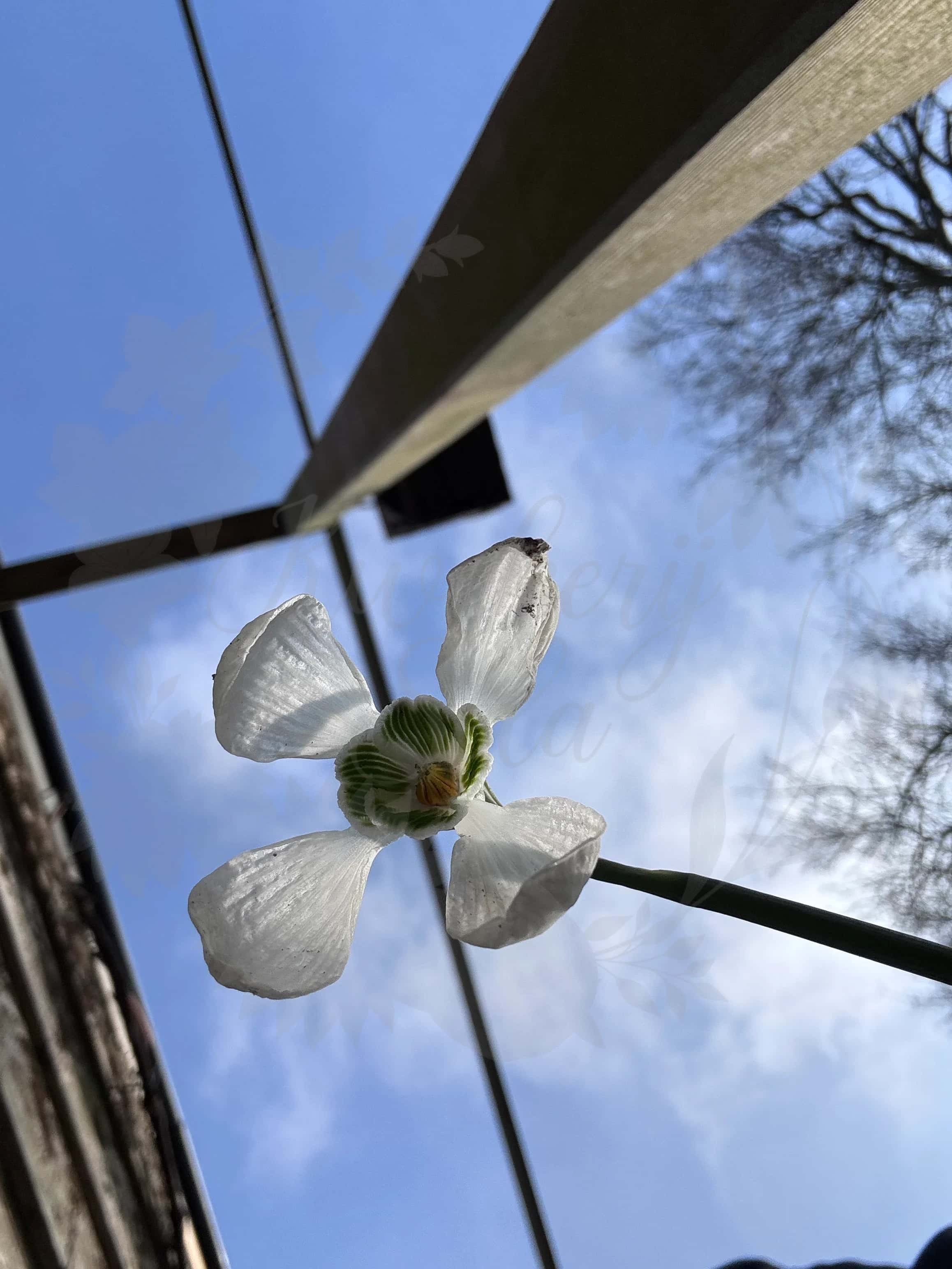 Galanthus "Mr Blobby" 3