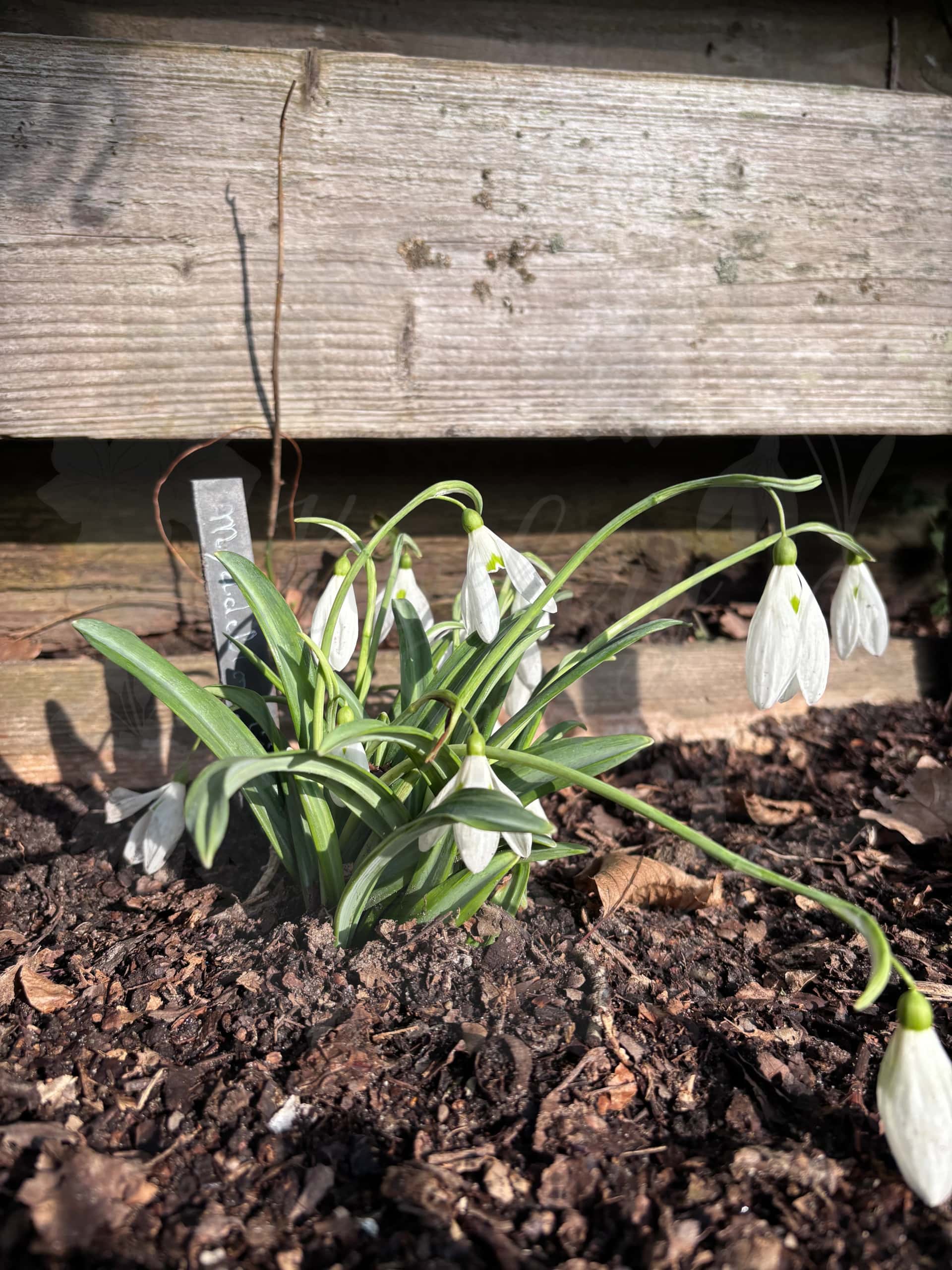 Galanthus "Myddelton Giant" 3
