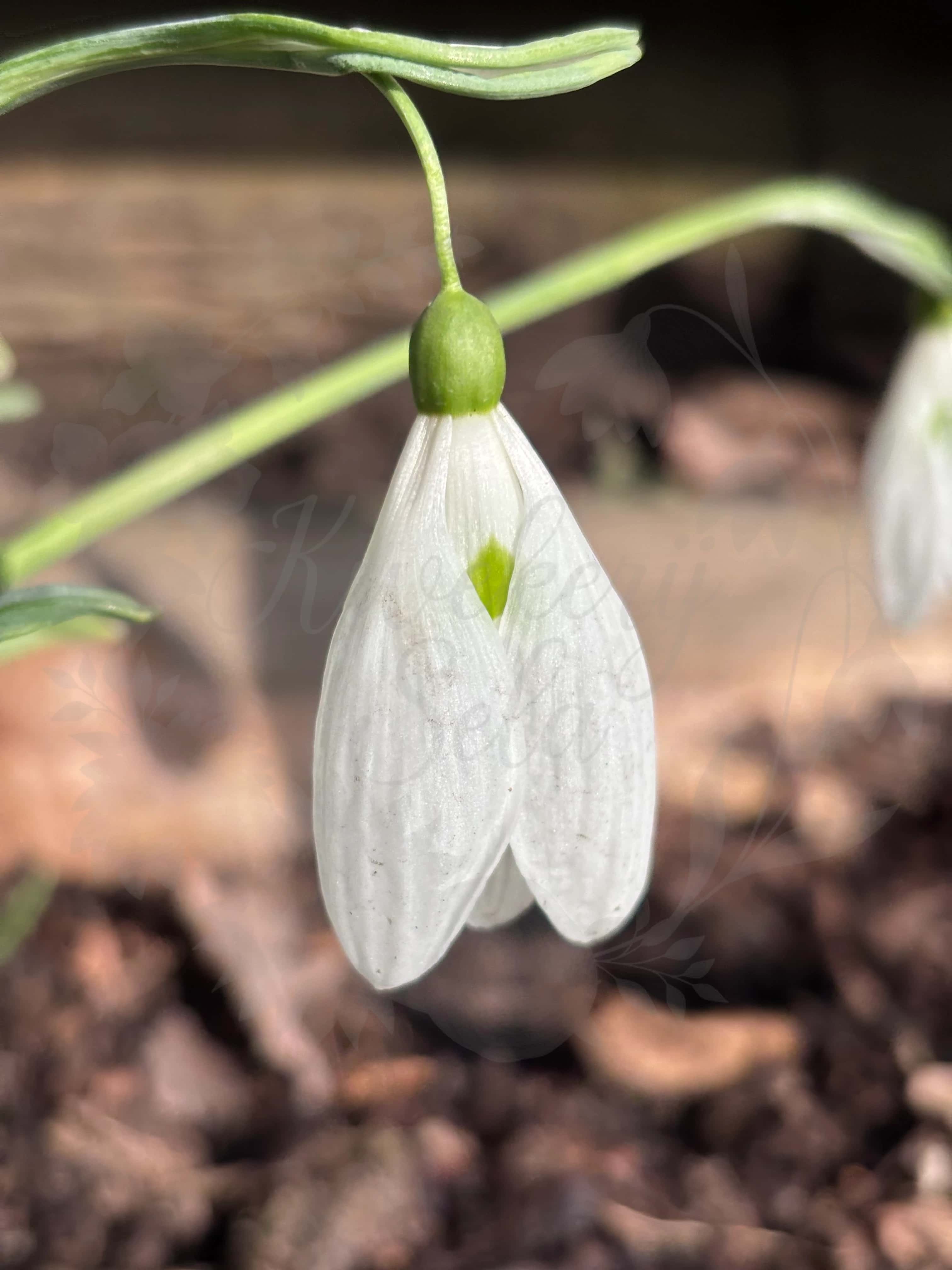 Galanthus "Myddelton Giant" 2