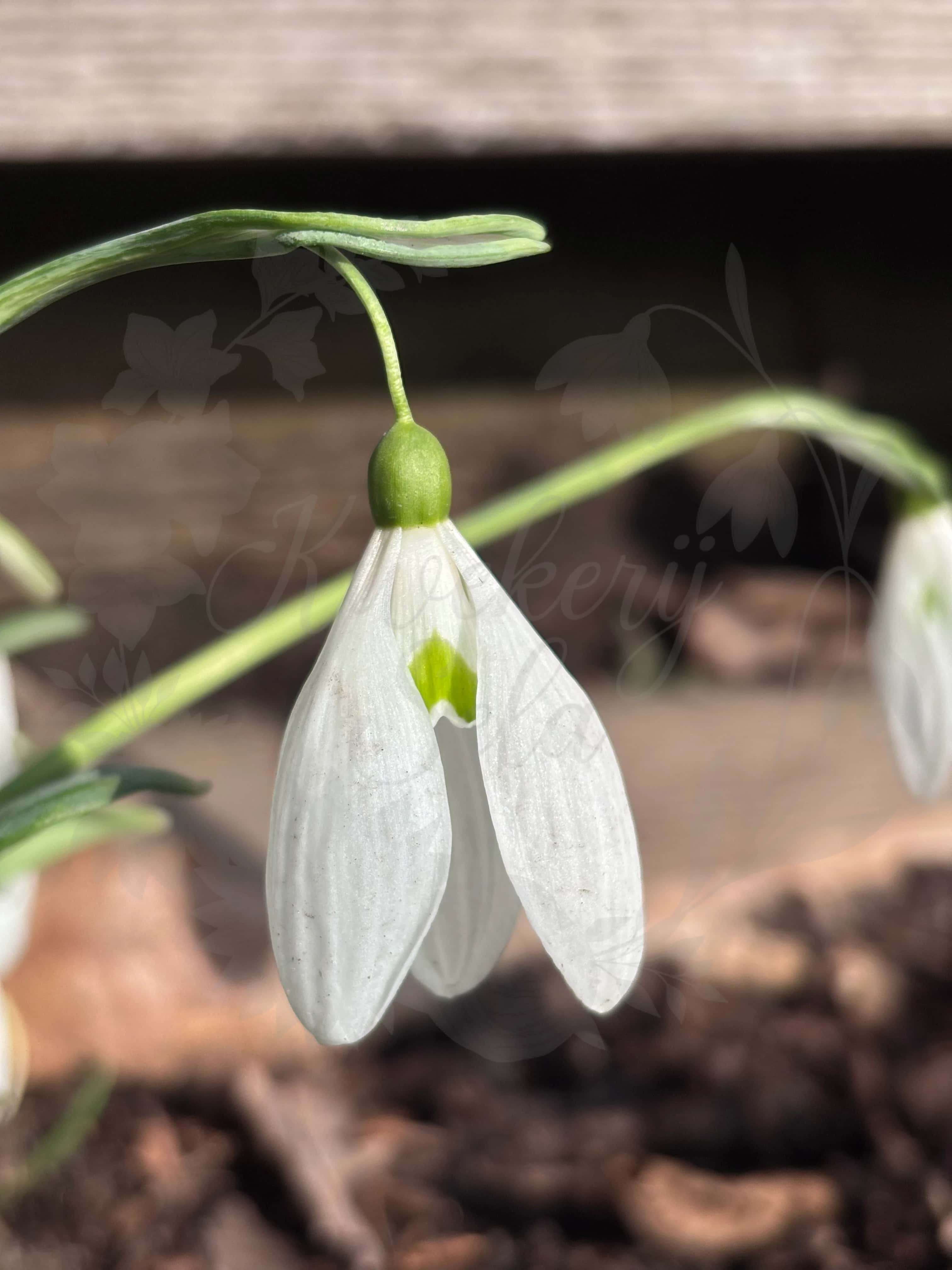Galanthus "Myddelton Giant" 1