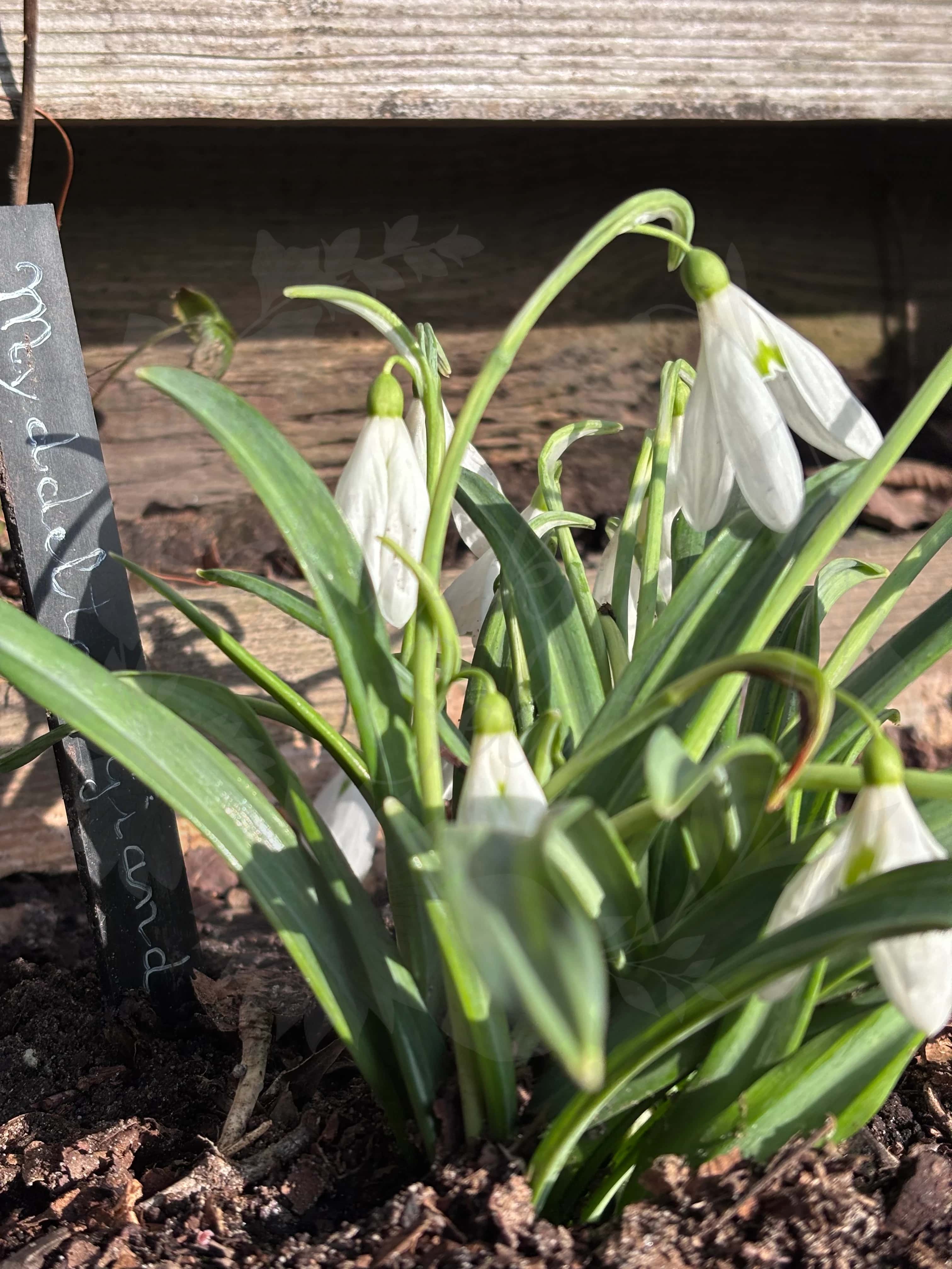 Galanthus "Myddelton Giant" 4