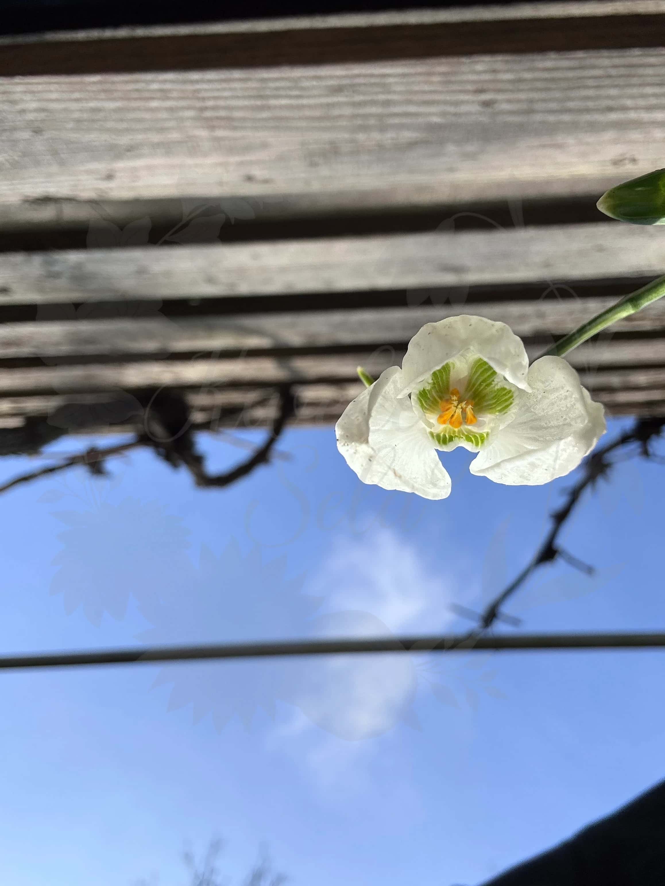 Galanthus "Myddelton Giant" 5