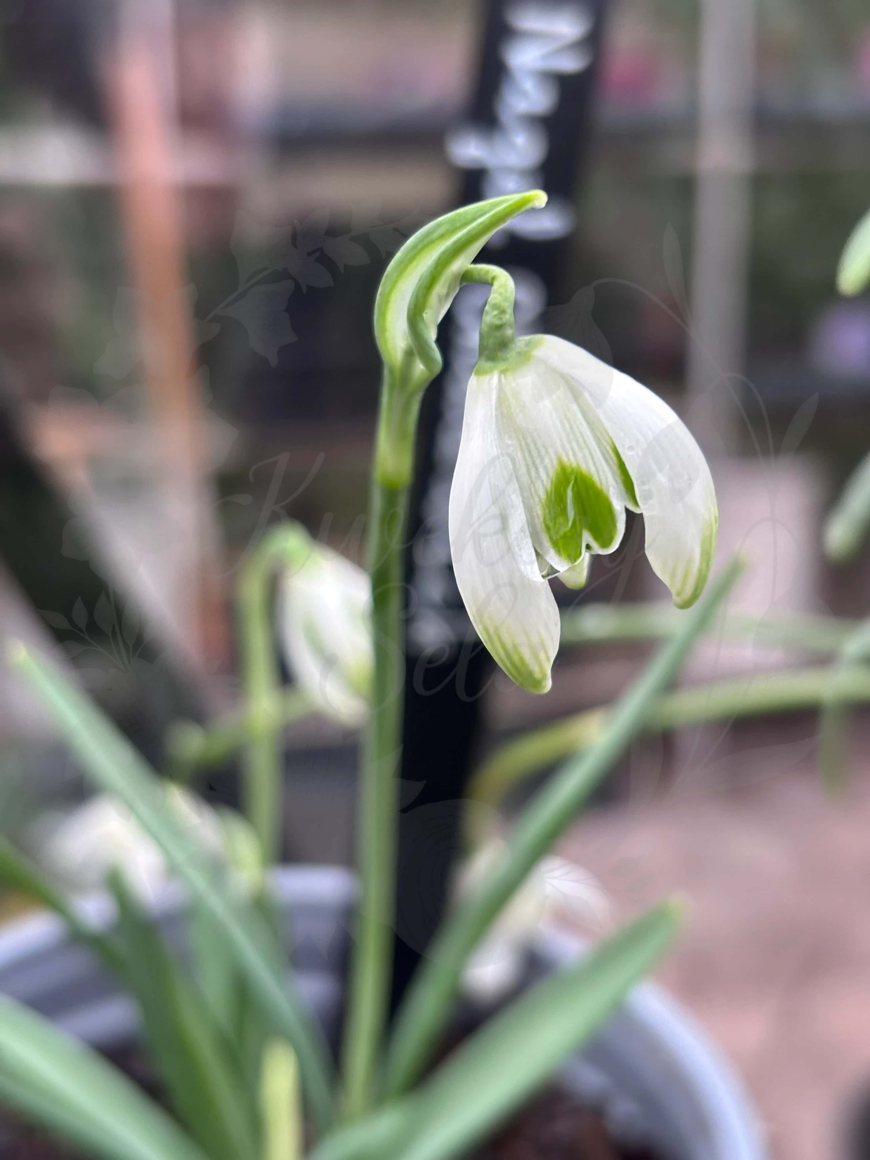 Galanthus "Nigel Chadwick" 1