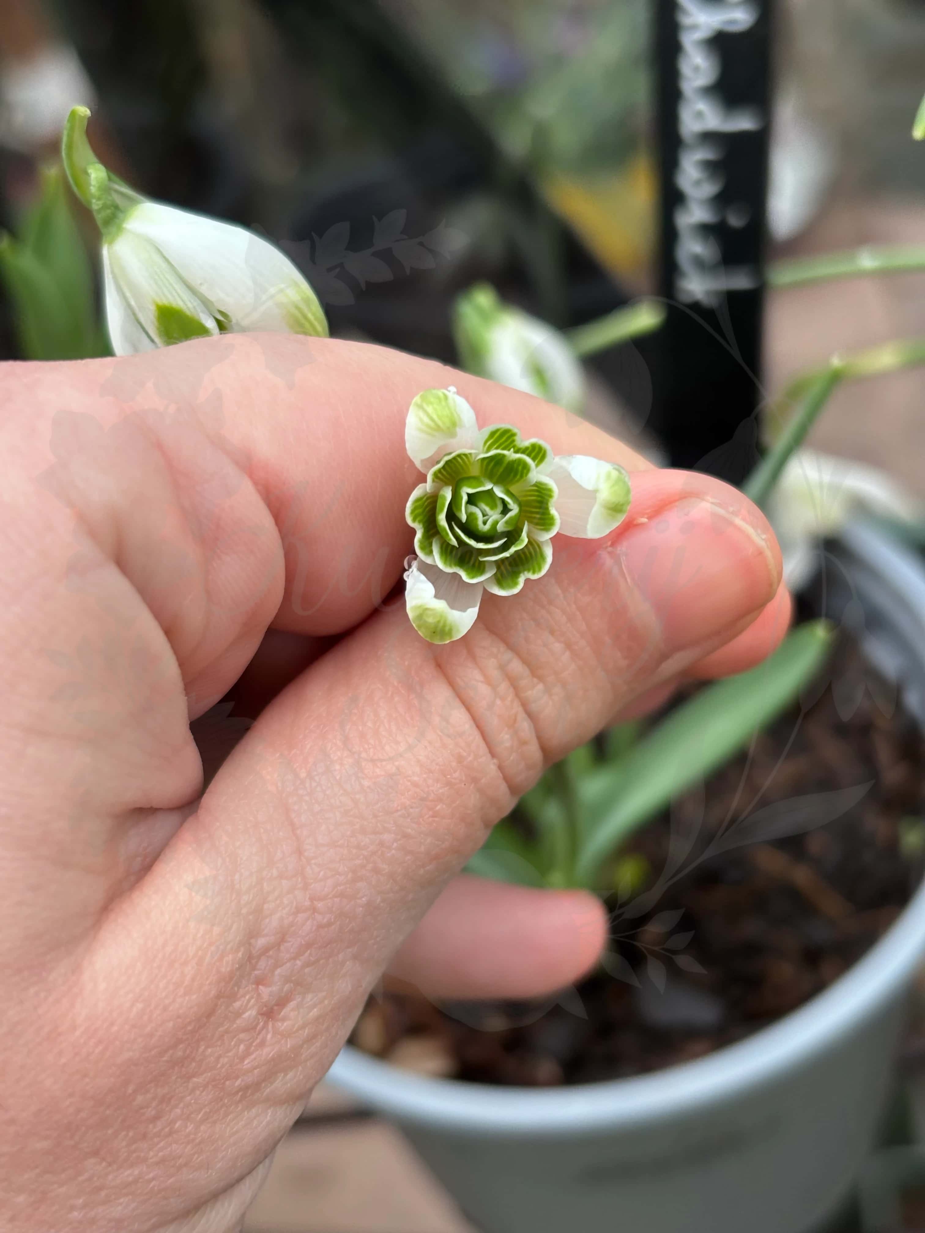 Galanthus "Nigel Chadwick" 2