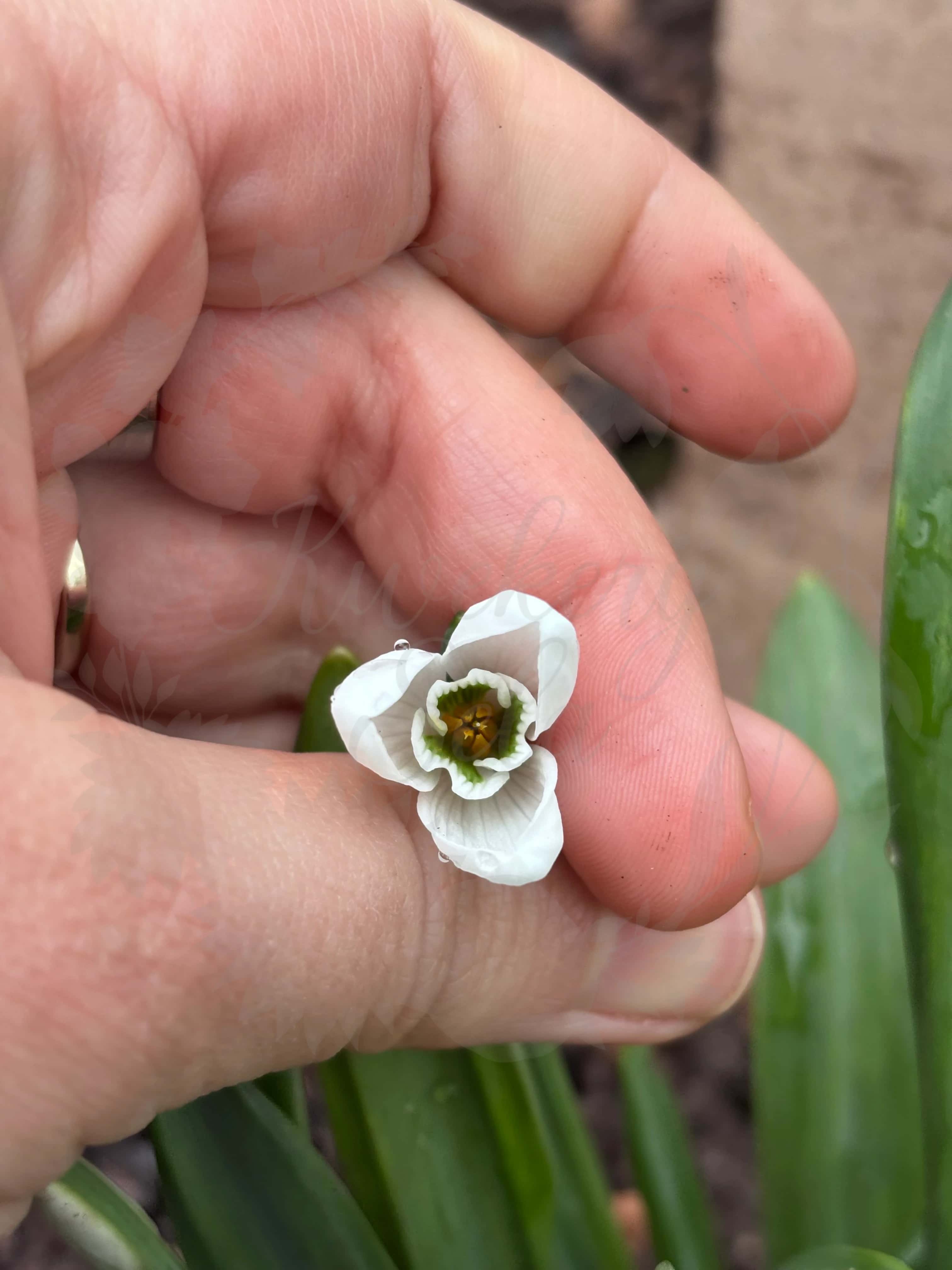 Galanthus "Oliver Wyatt Green" 2