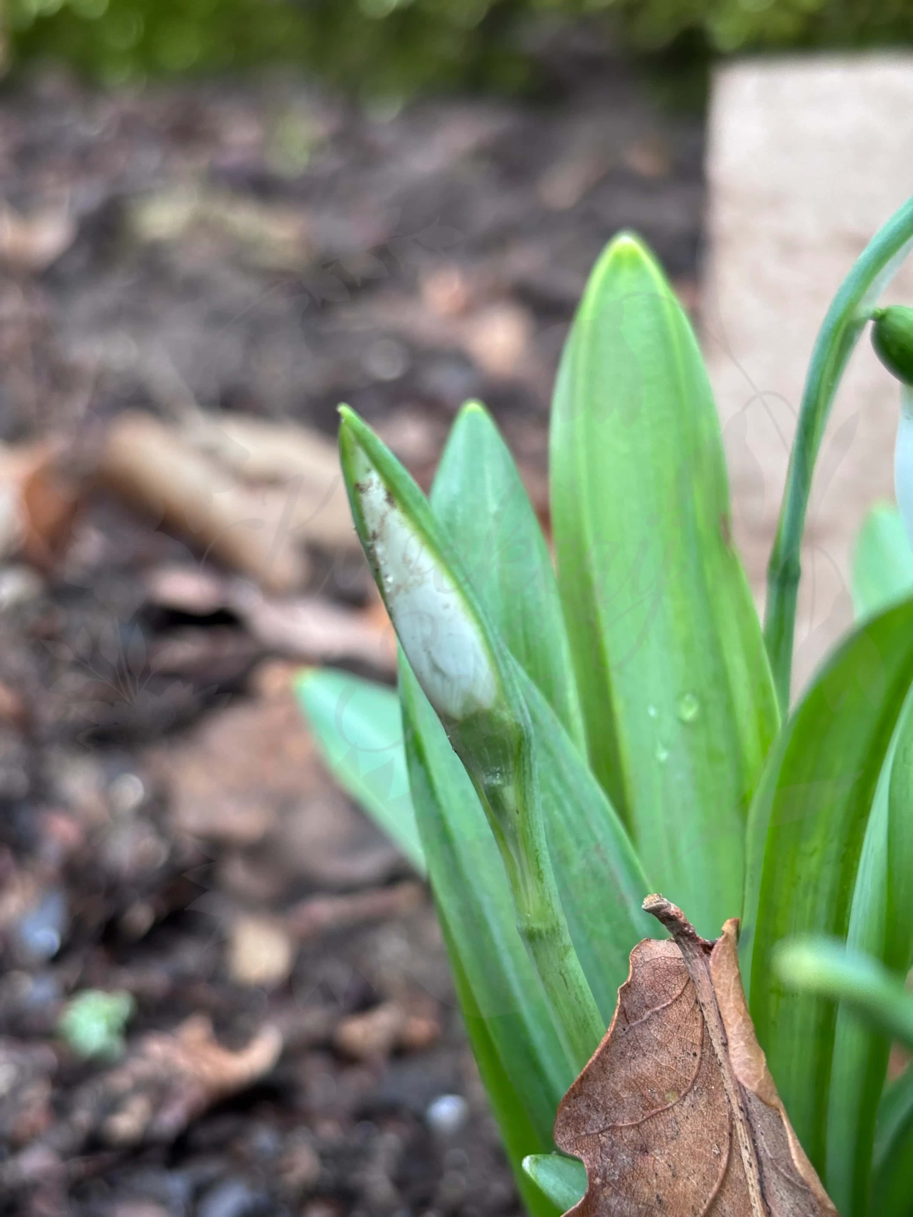 Galanthus "Oliver Wyatt Green" 3
