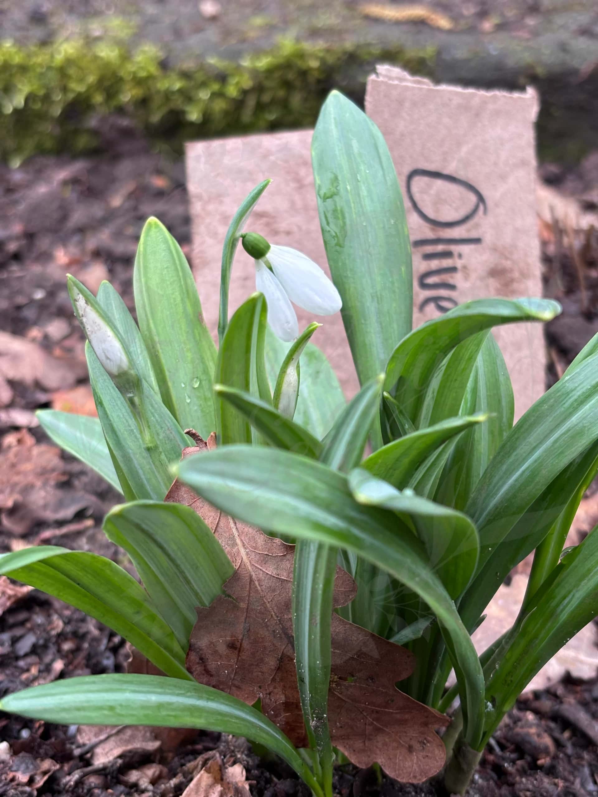 Galanthus "Oliver Wyatt Green" 4