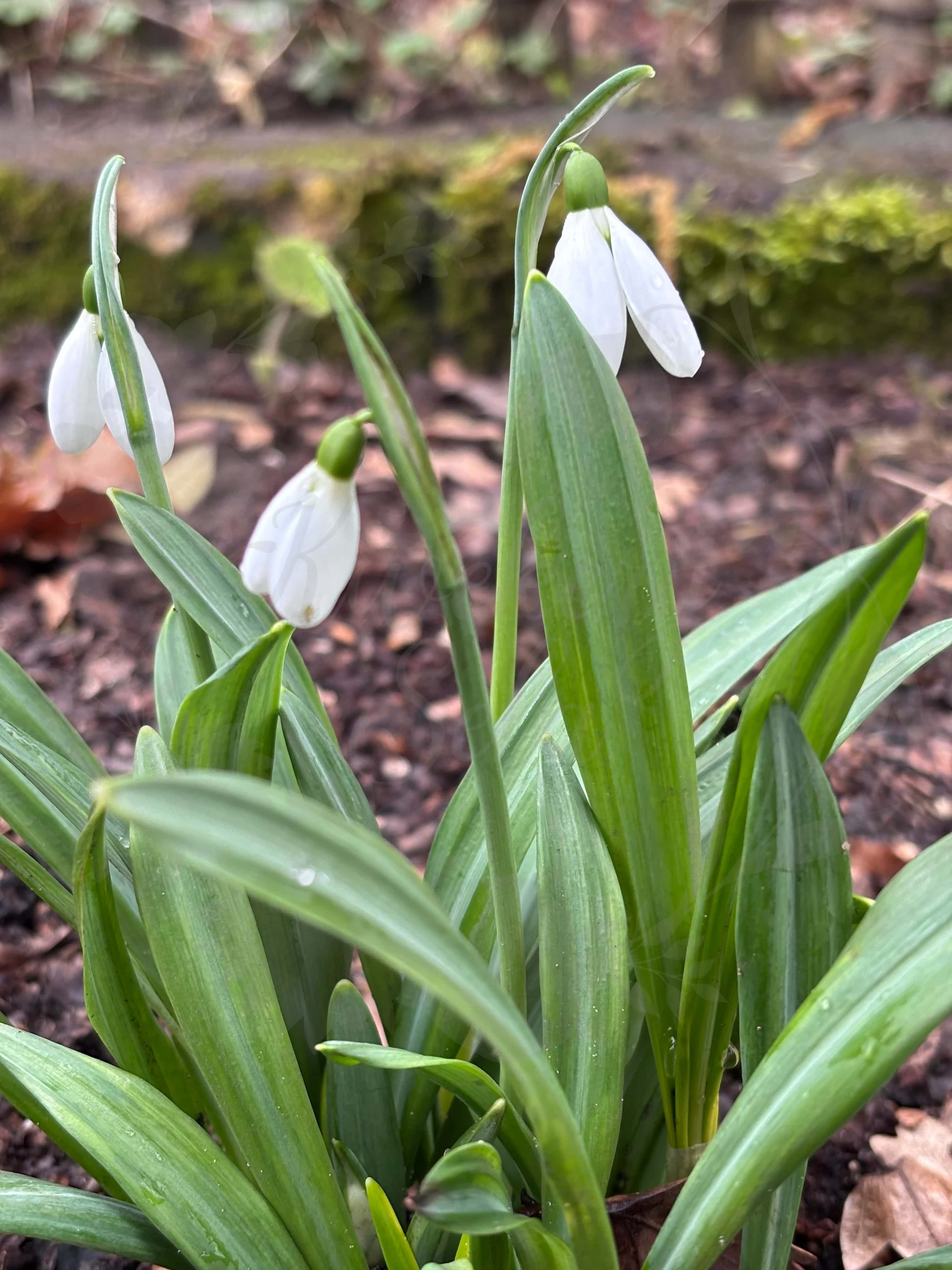 Galanthus "Oliver Wyatt Green" 5