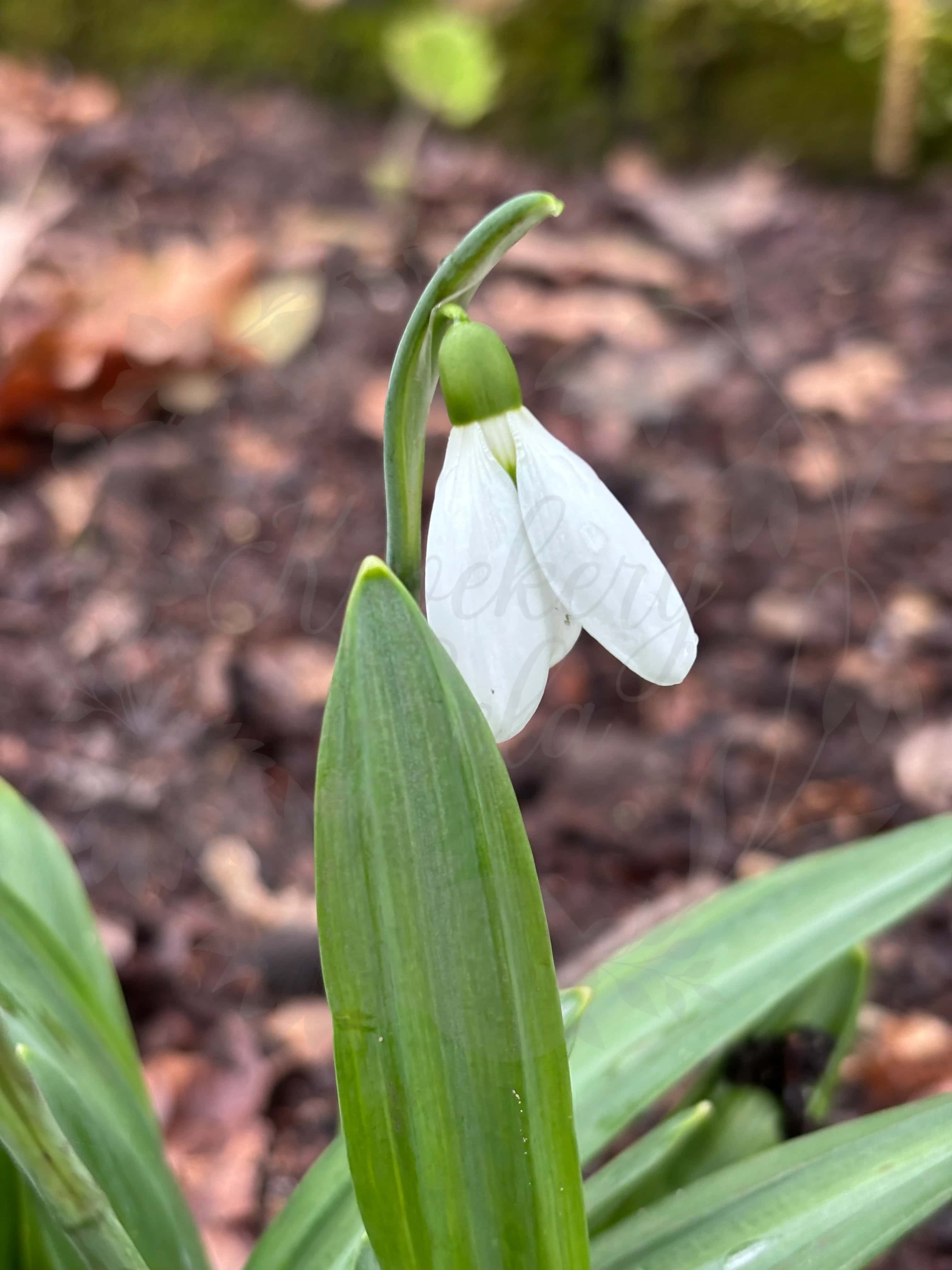Galanthus "Oliver Wyatt Green" 6