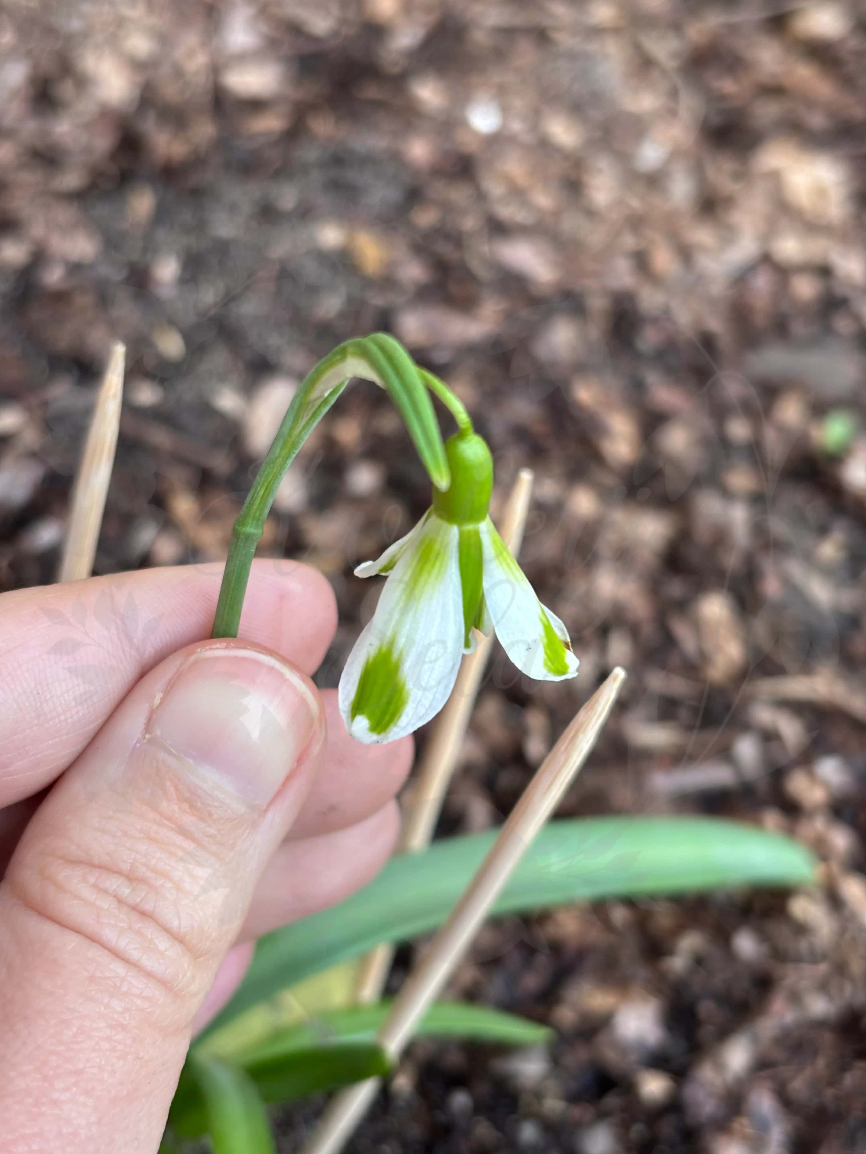 Galanthus "Party Dress" 1