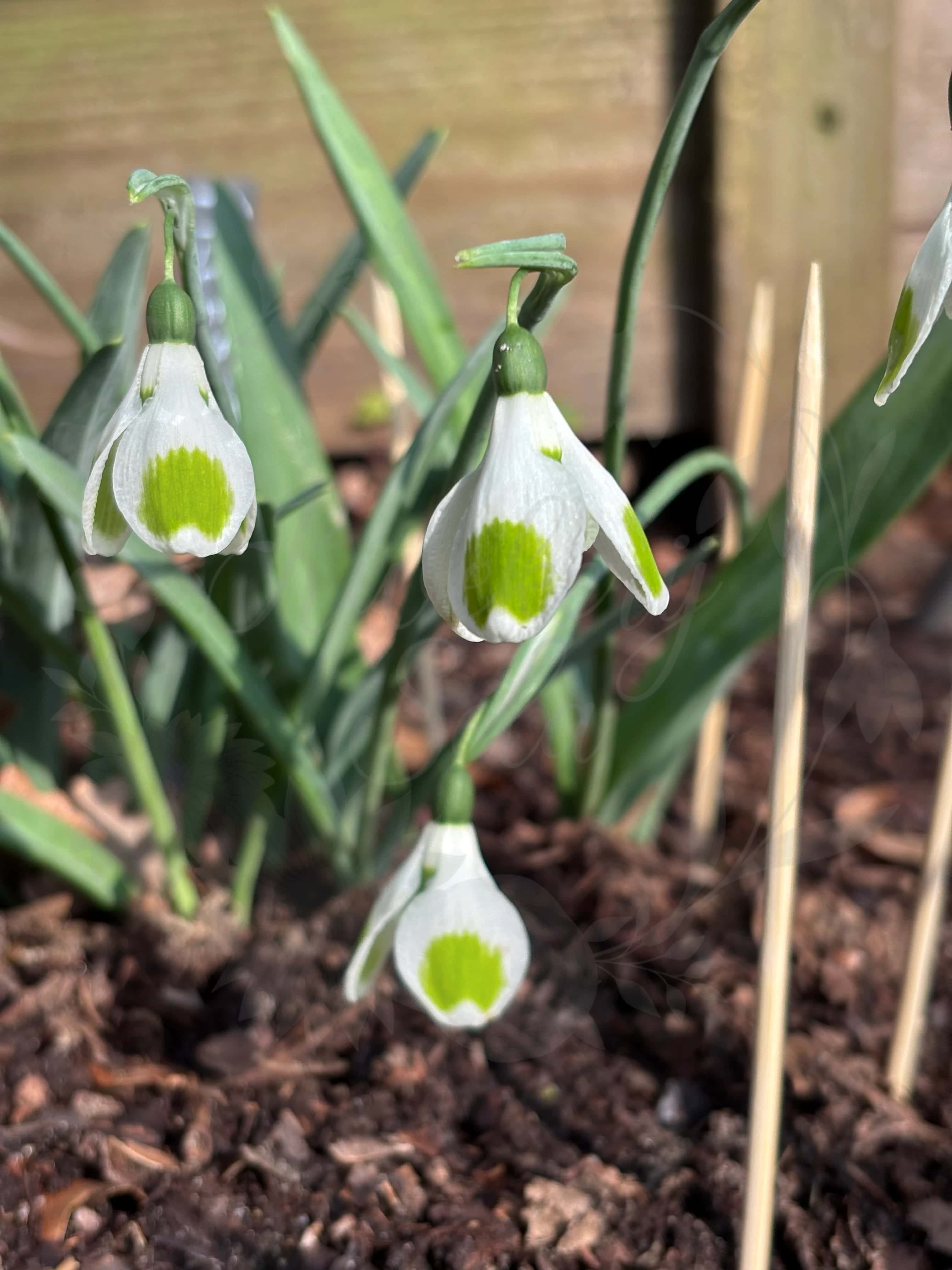 Galanthus "Pieces of Eight" 2