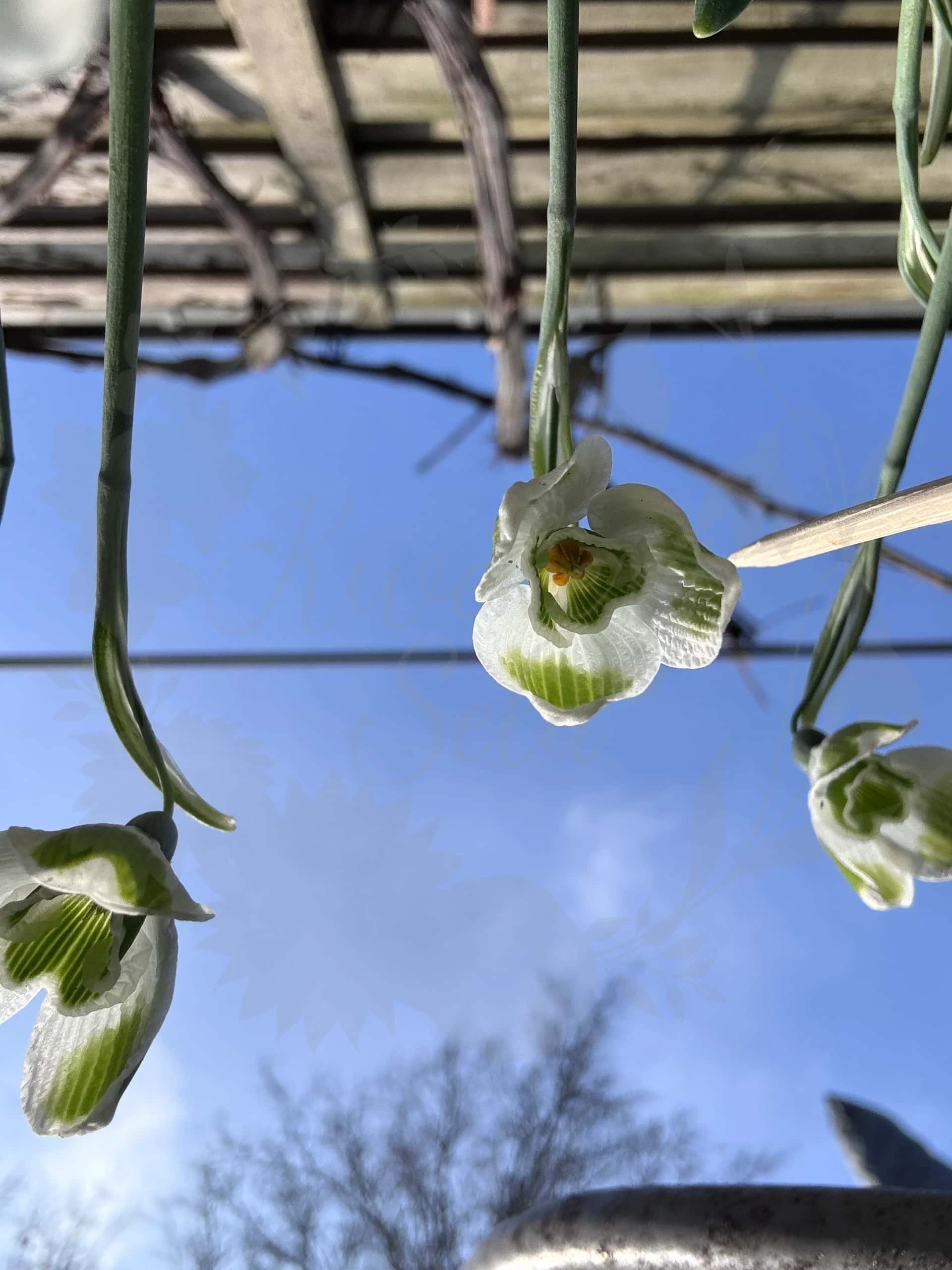 Galanthus "Pieces of Eight" 3