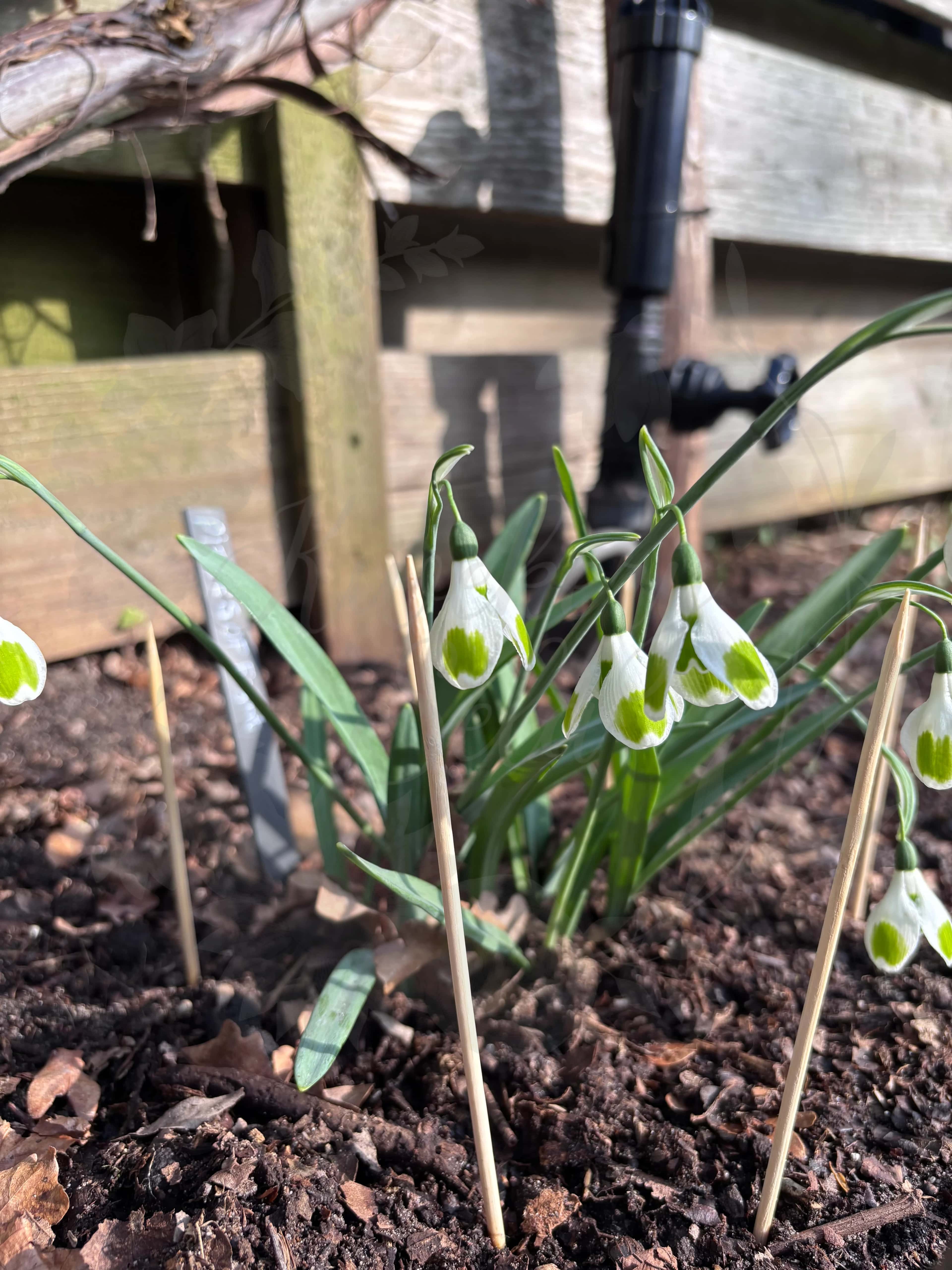 Galanthus "Pieces of Eight" 4