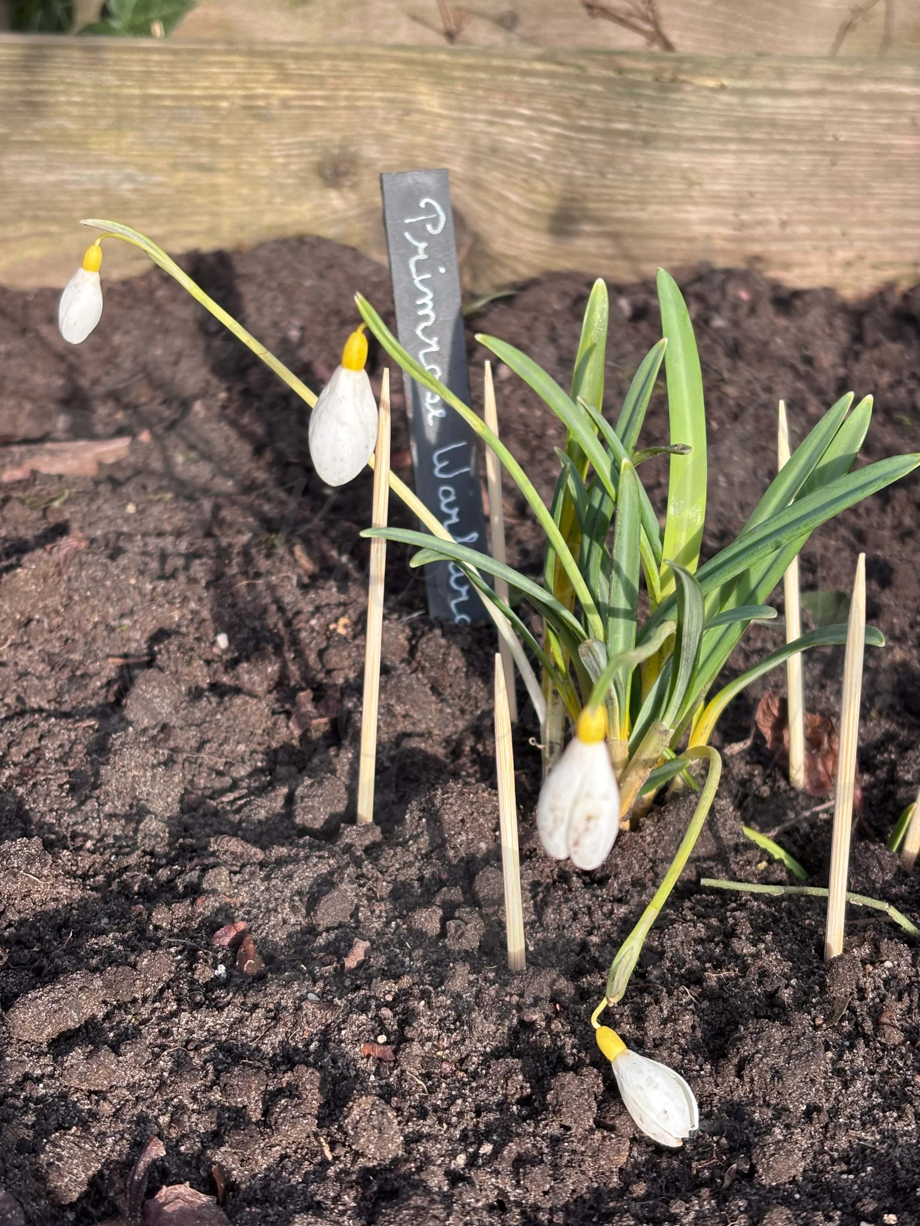 Galanthus "Primrose Warburg" 2