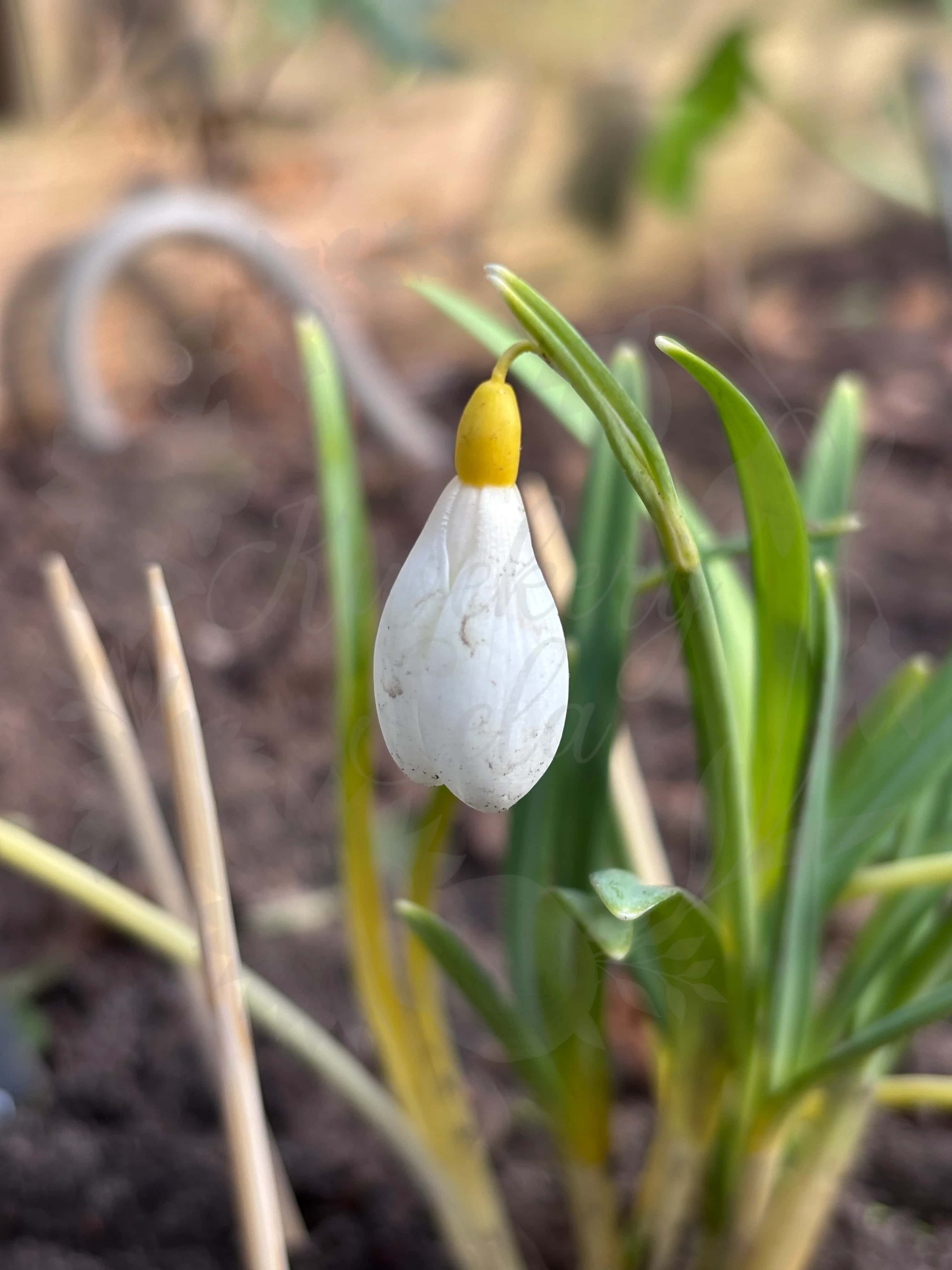 Galanthus "Primrose Warburg" 1