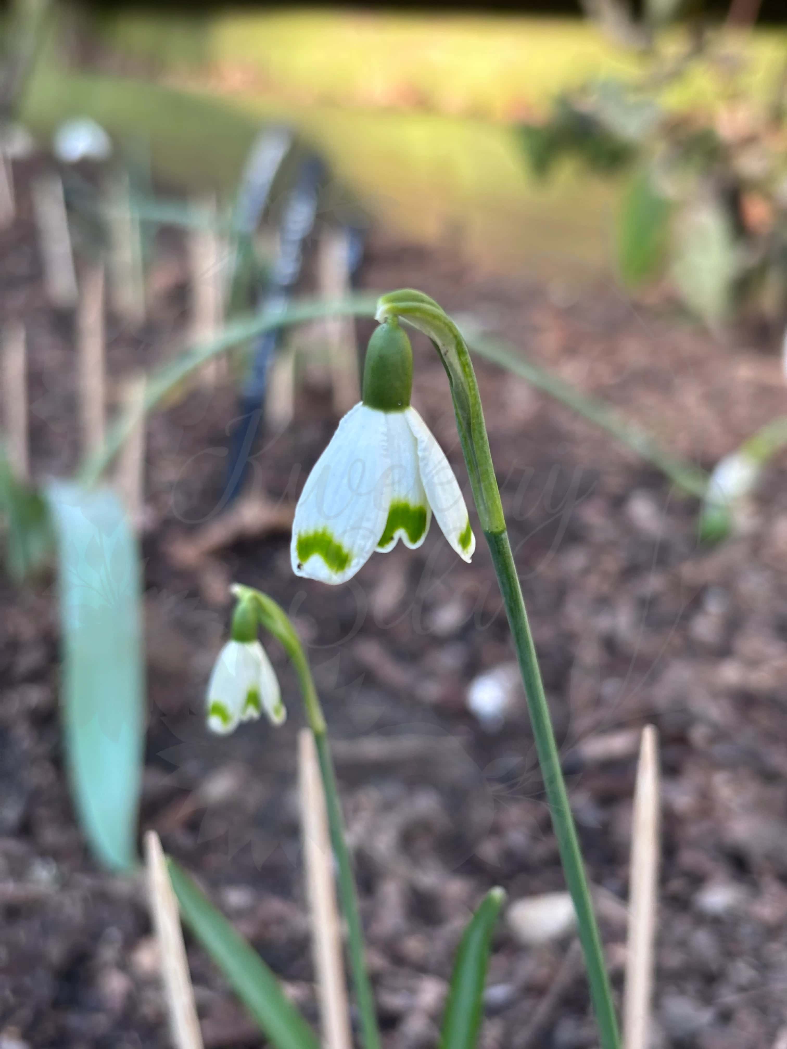 Galanthus "Pumpot" 1
