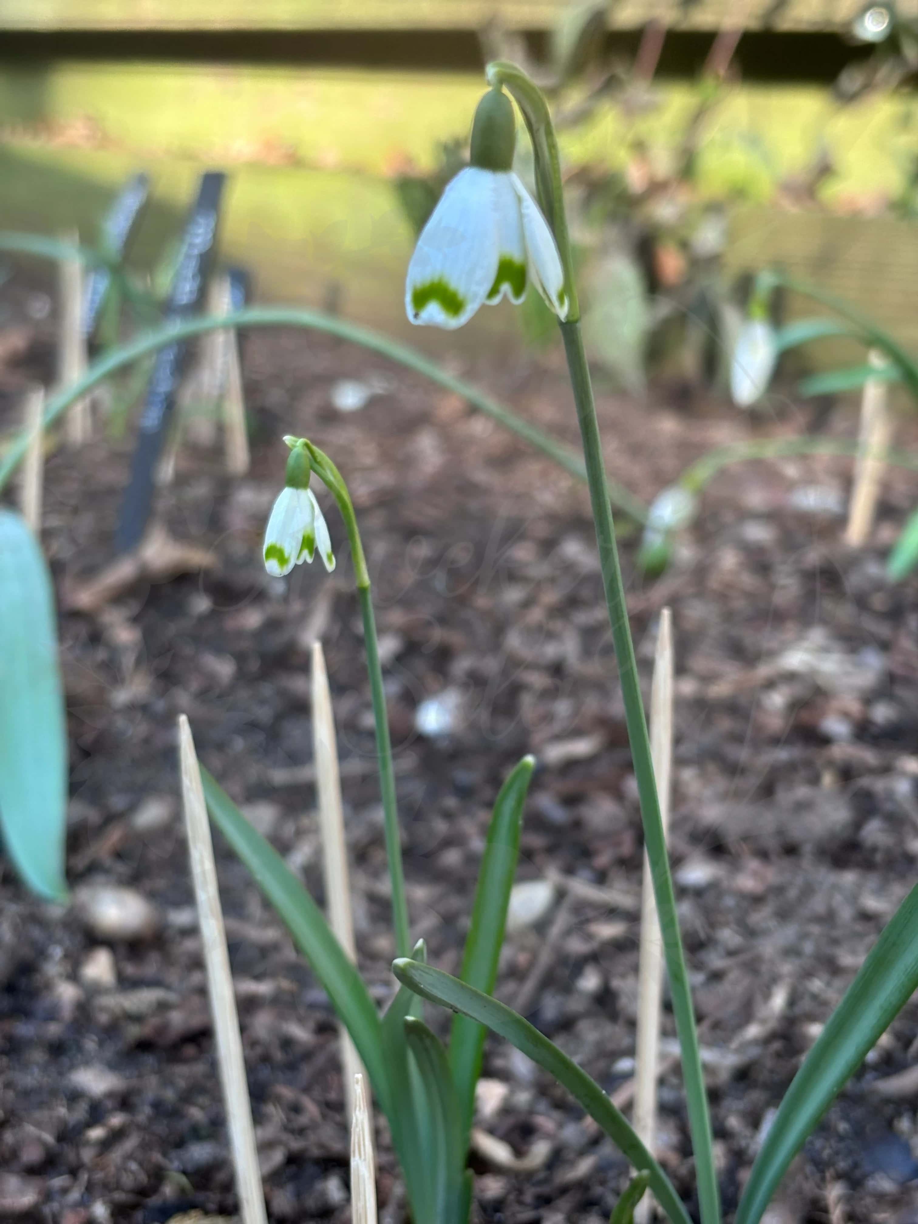 Galanthus "Pumpot" 2