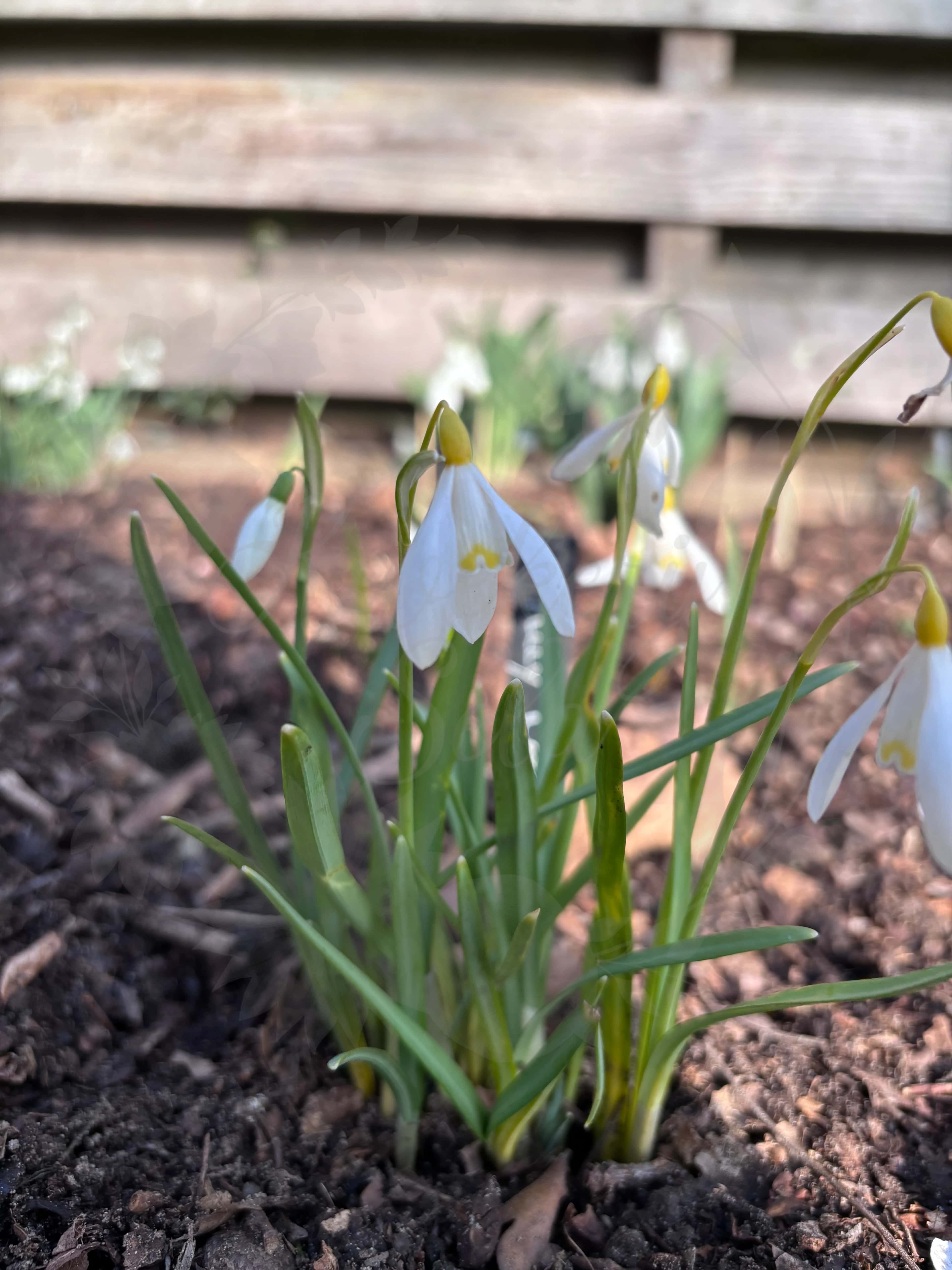 Galanthus "Ray Cobb" 2