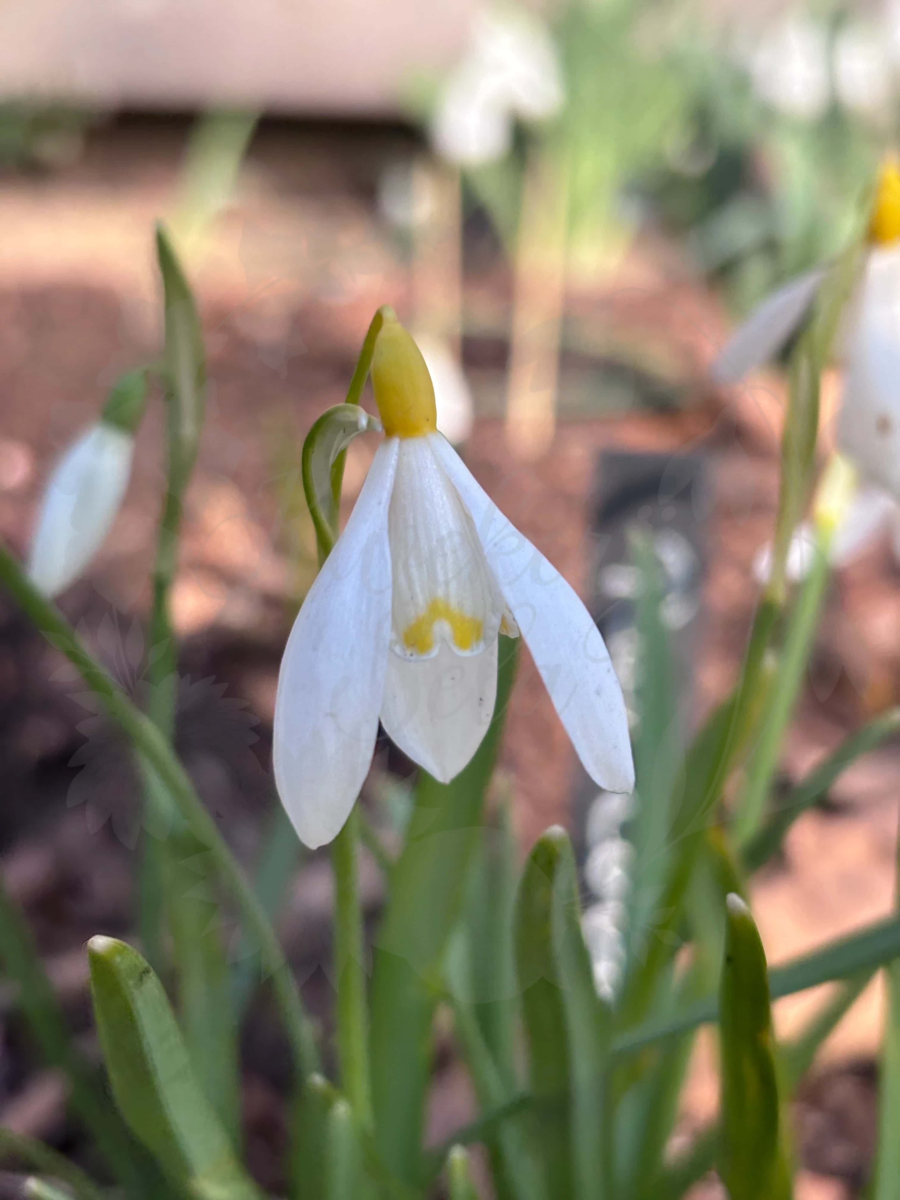 Galanthus "Ray Cobb" 1