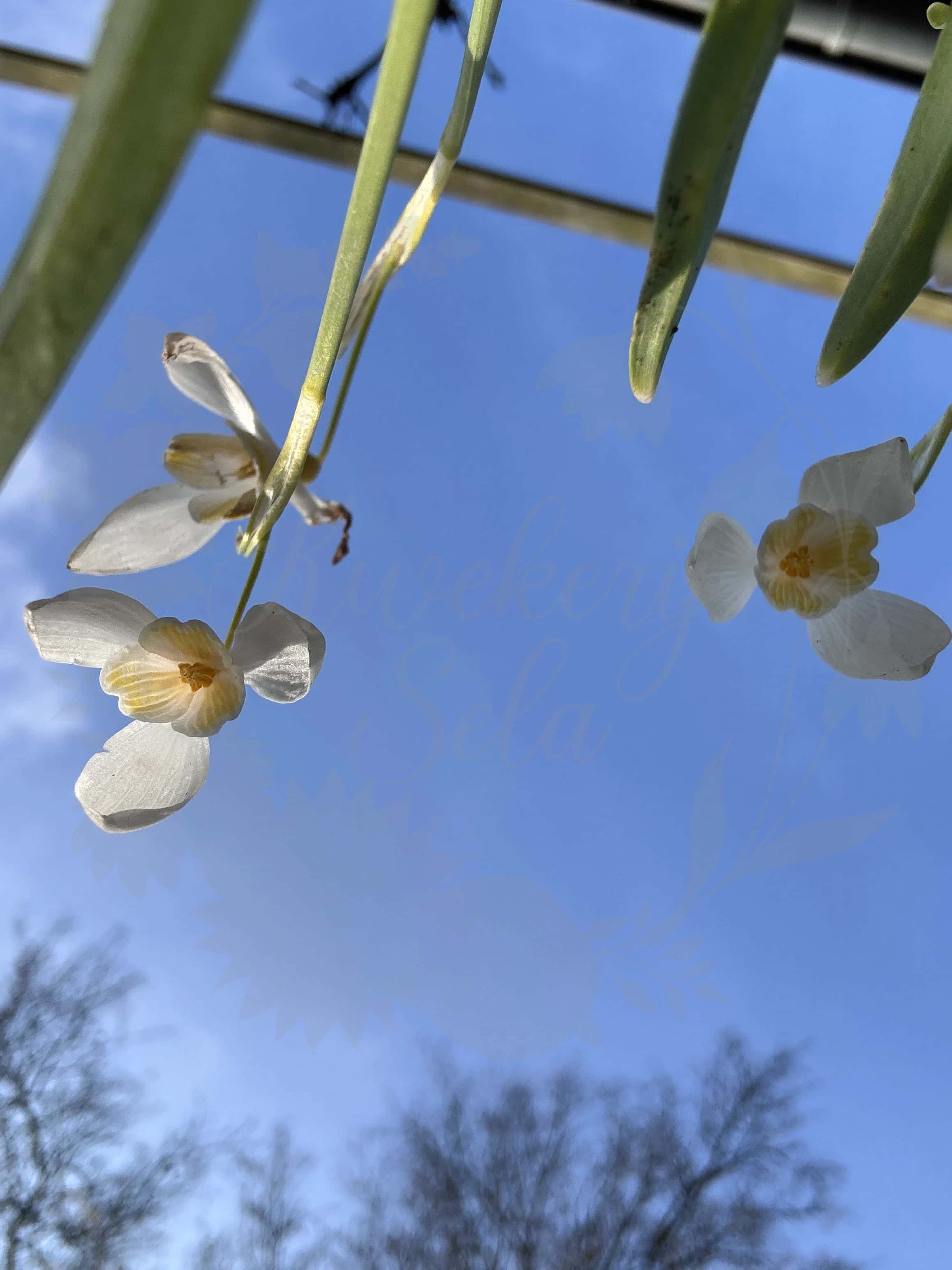 Galanthus "Ray Cobb" 3