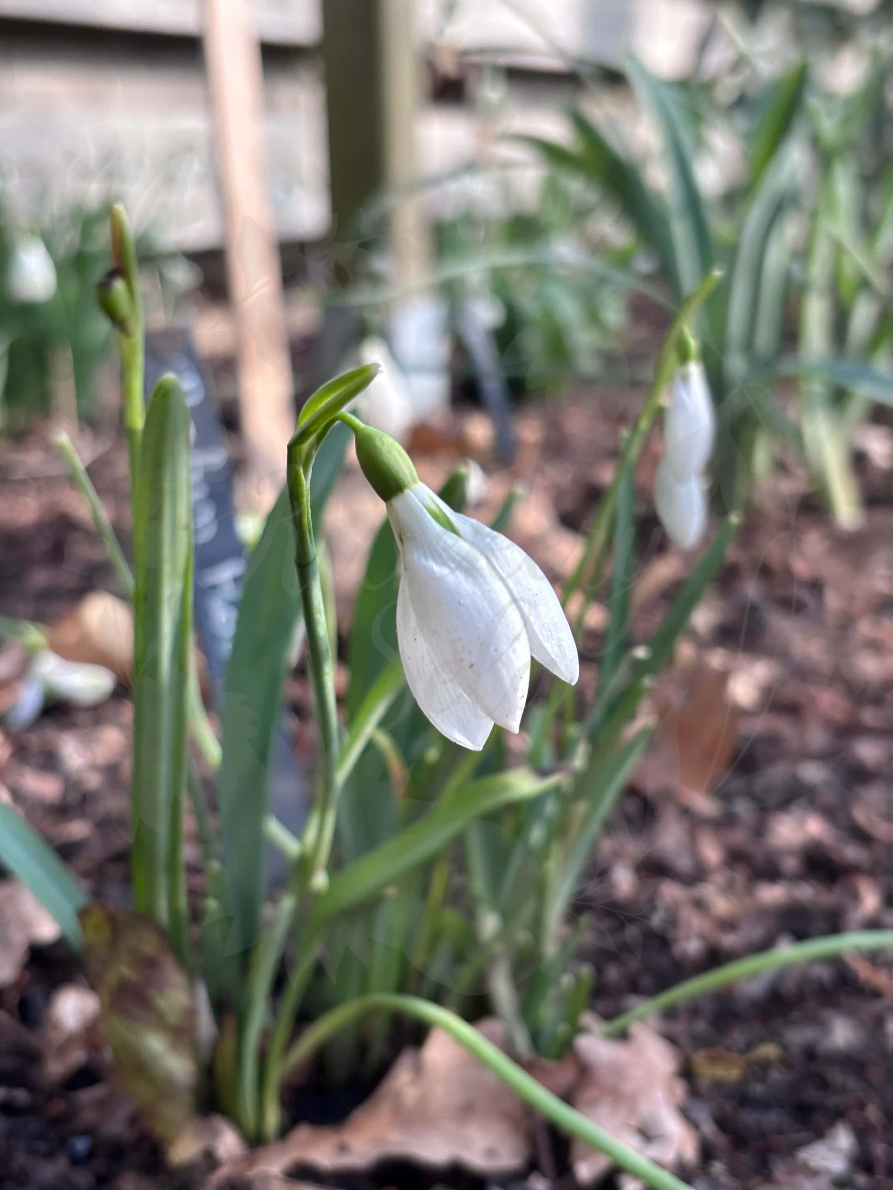 Galanthus "Robin Hood" 1