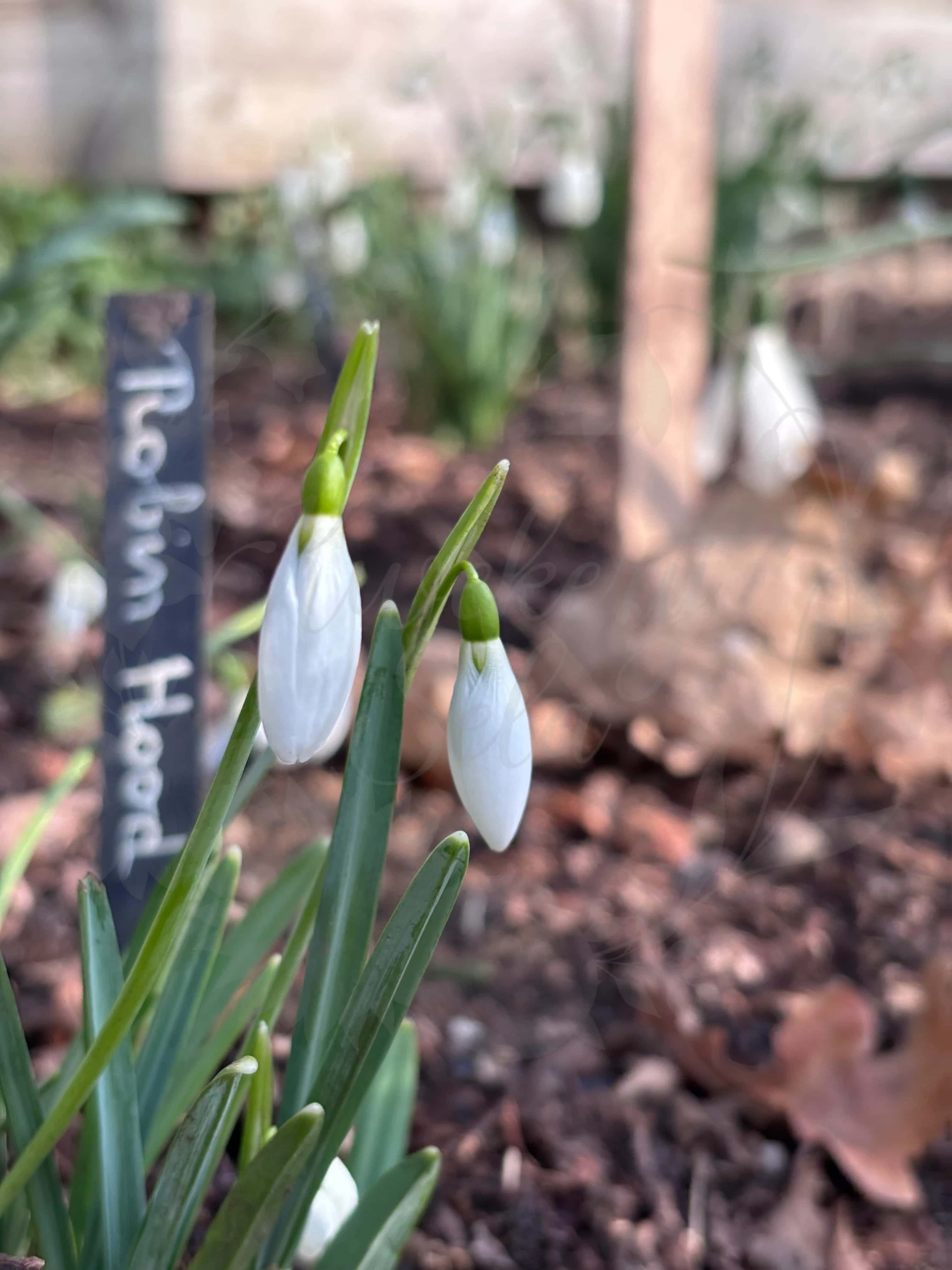 Galanthus "Robin Hood" 2