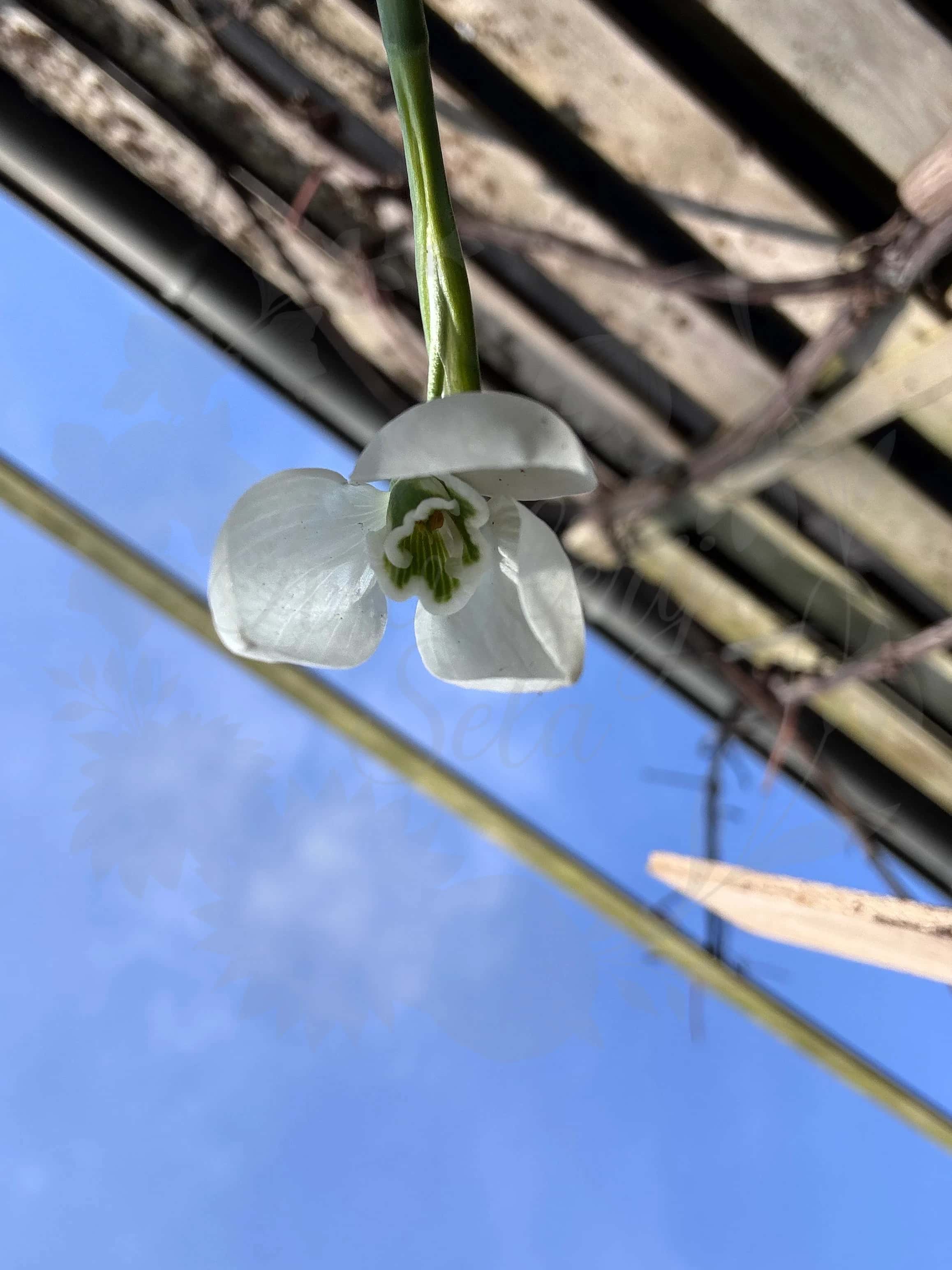 Galanthus "Robin Hood" 3