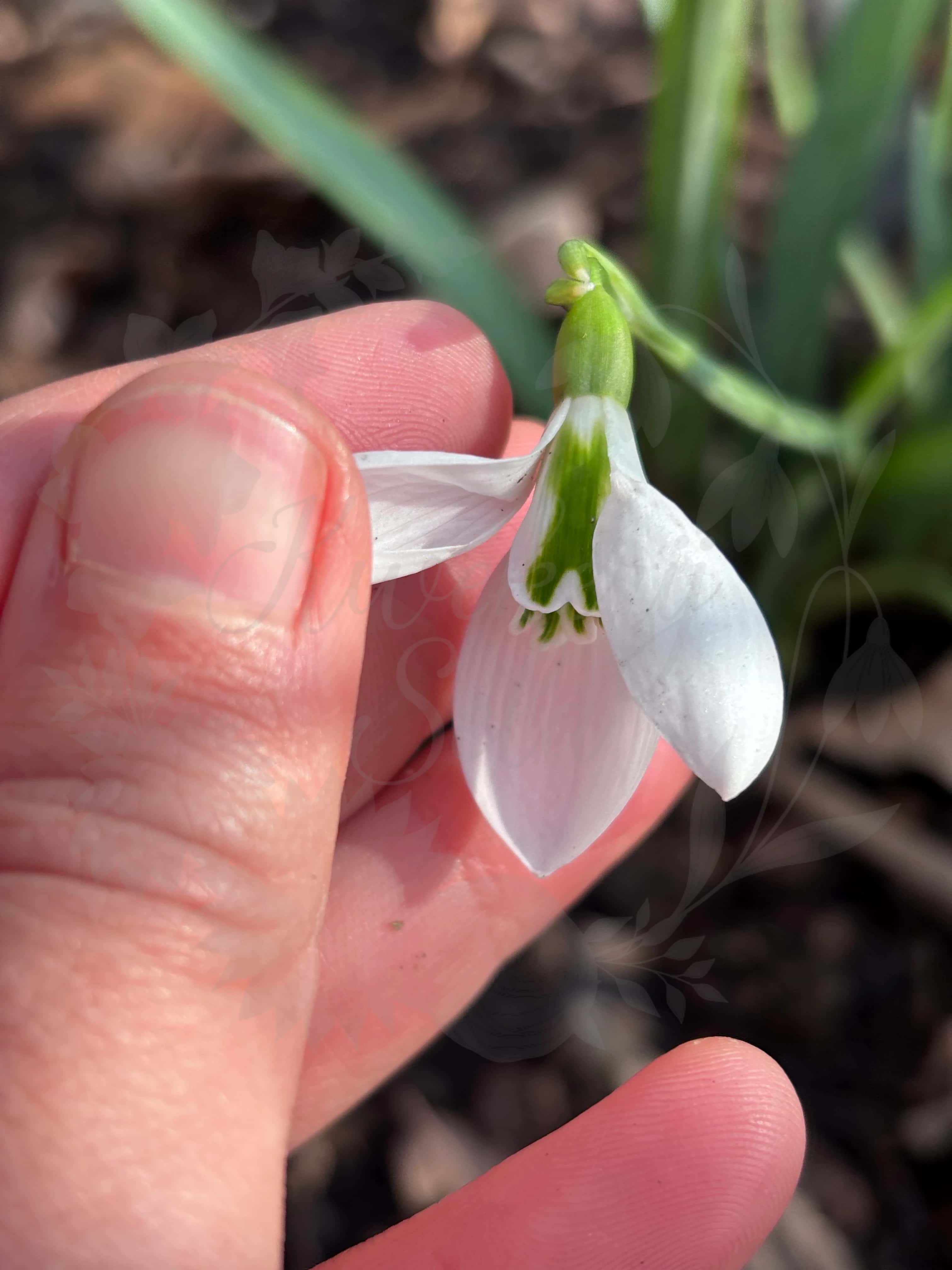 Galanthus "Robin Hood" 4