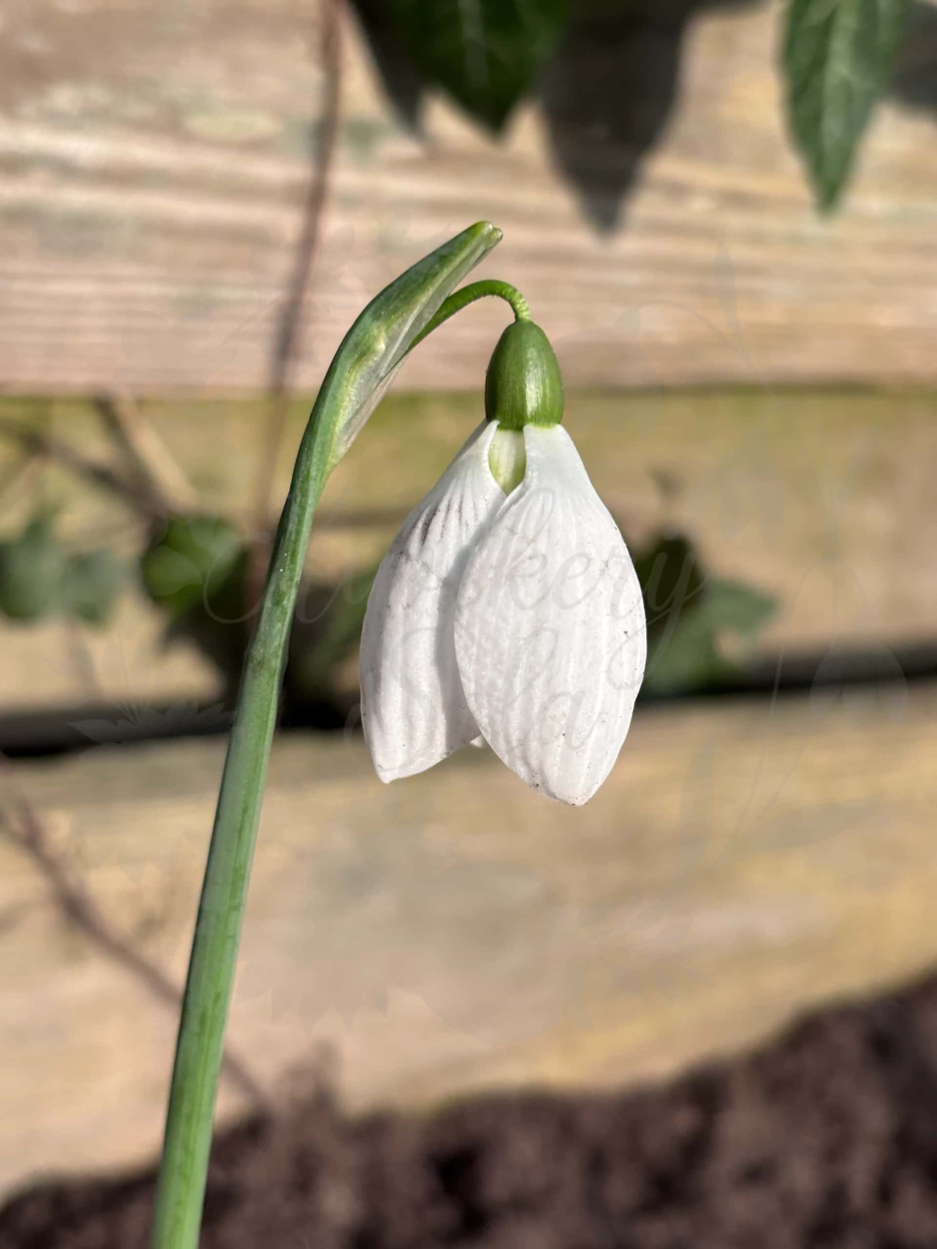 Galanthus "Rodmarton Arcturus" 1