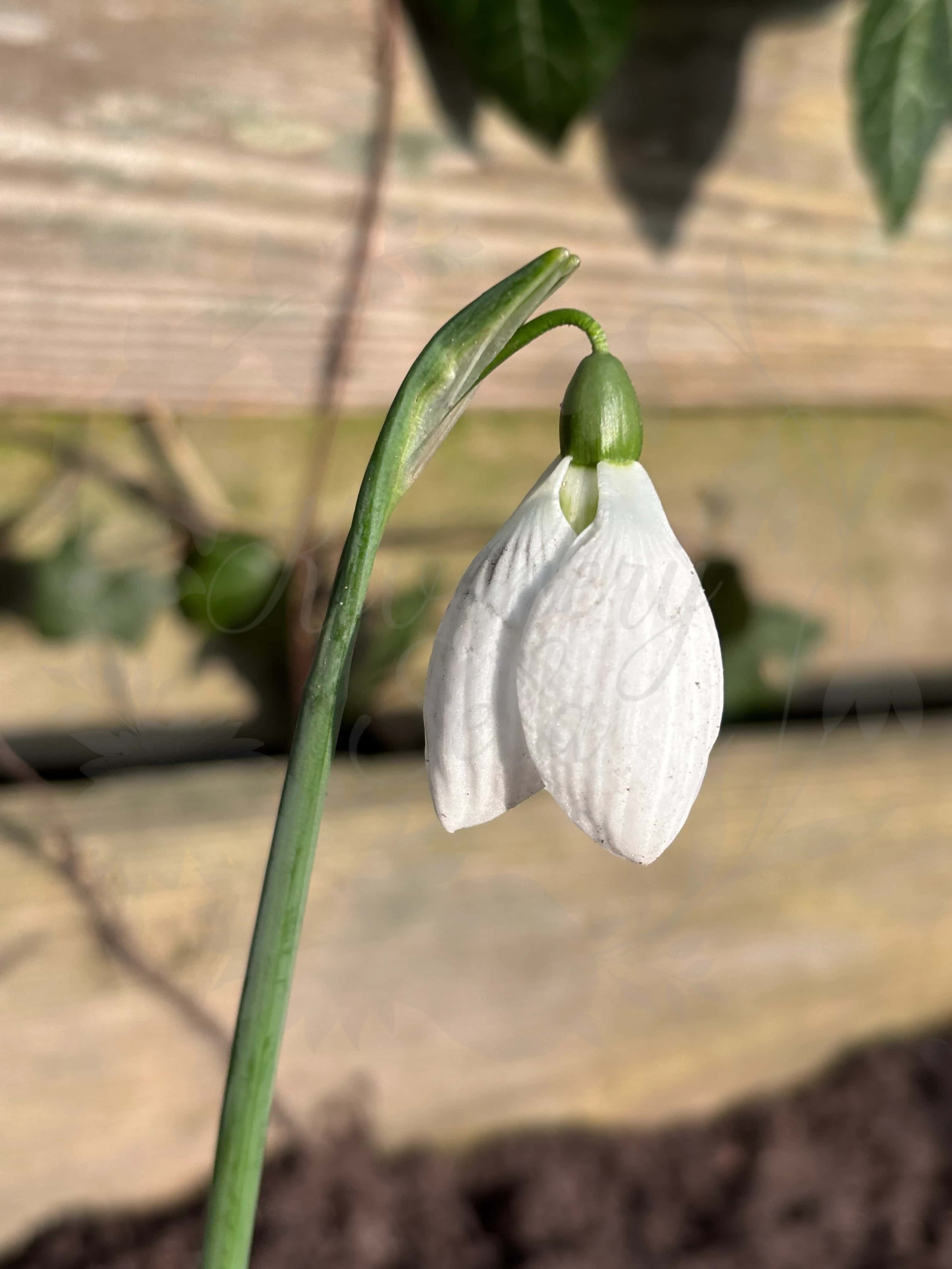 Galanthus "Rodmarton Arcturus" 2
