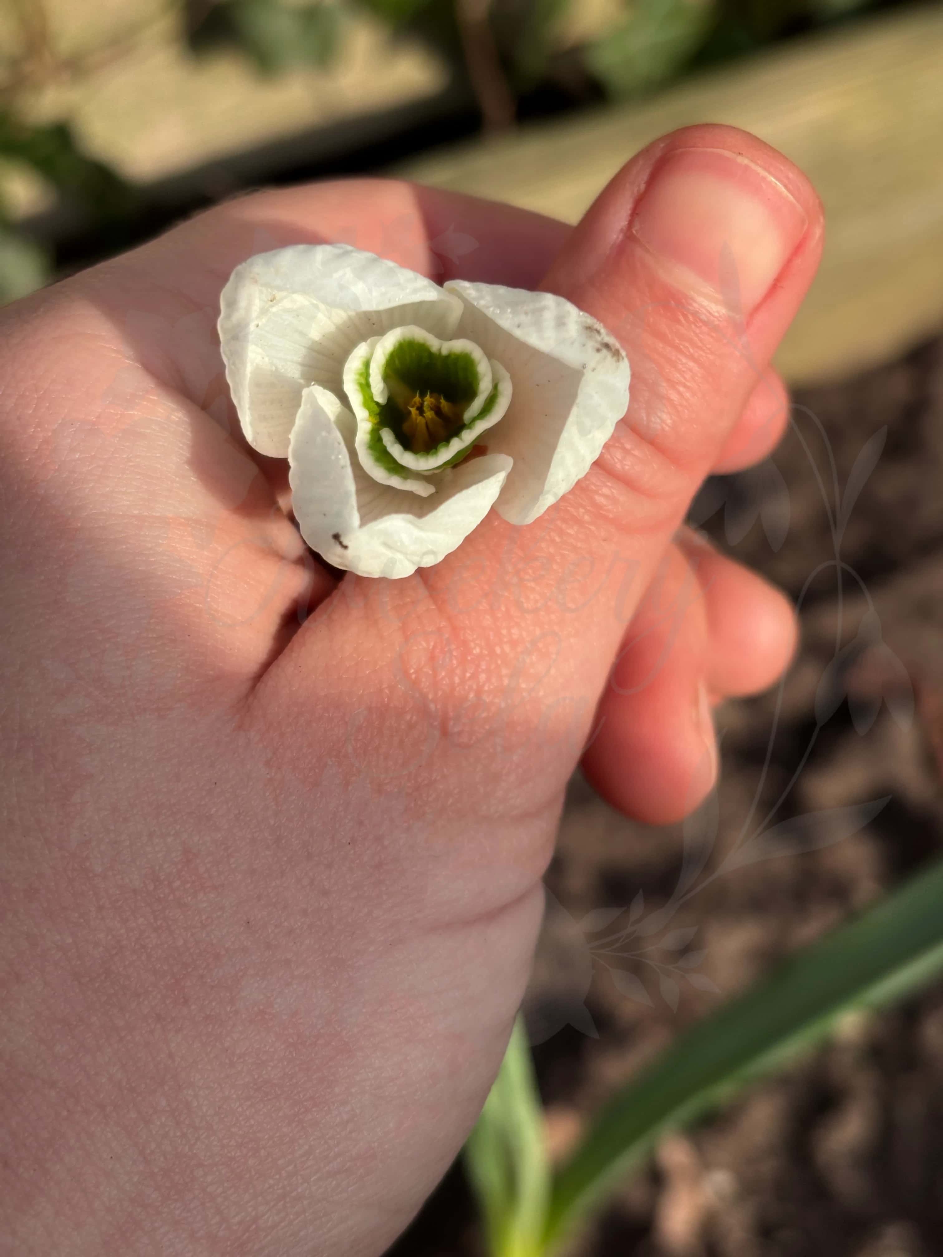 Galanthus "Rodmarton Arcturus" 3