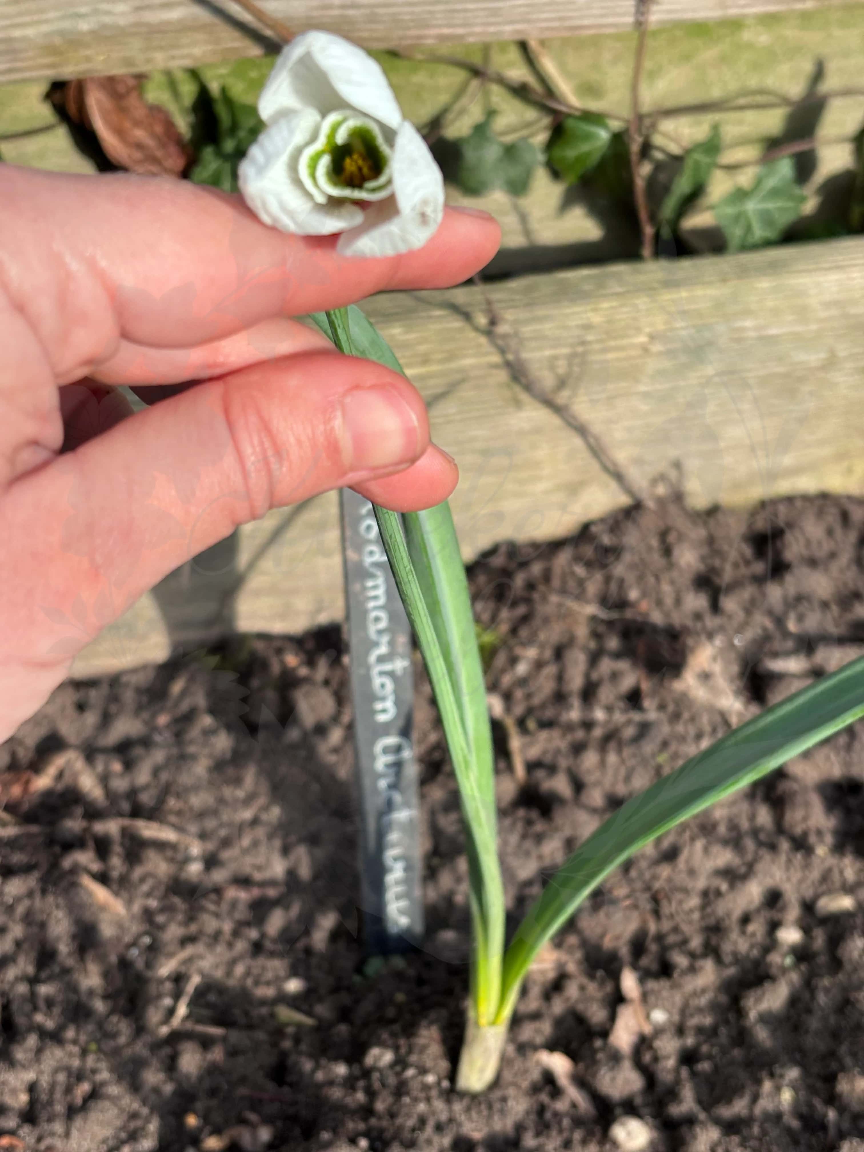 Galanthus "Rodmarton Arcturus" 4