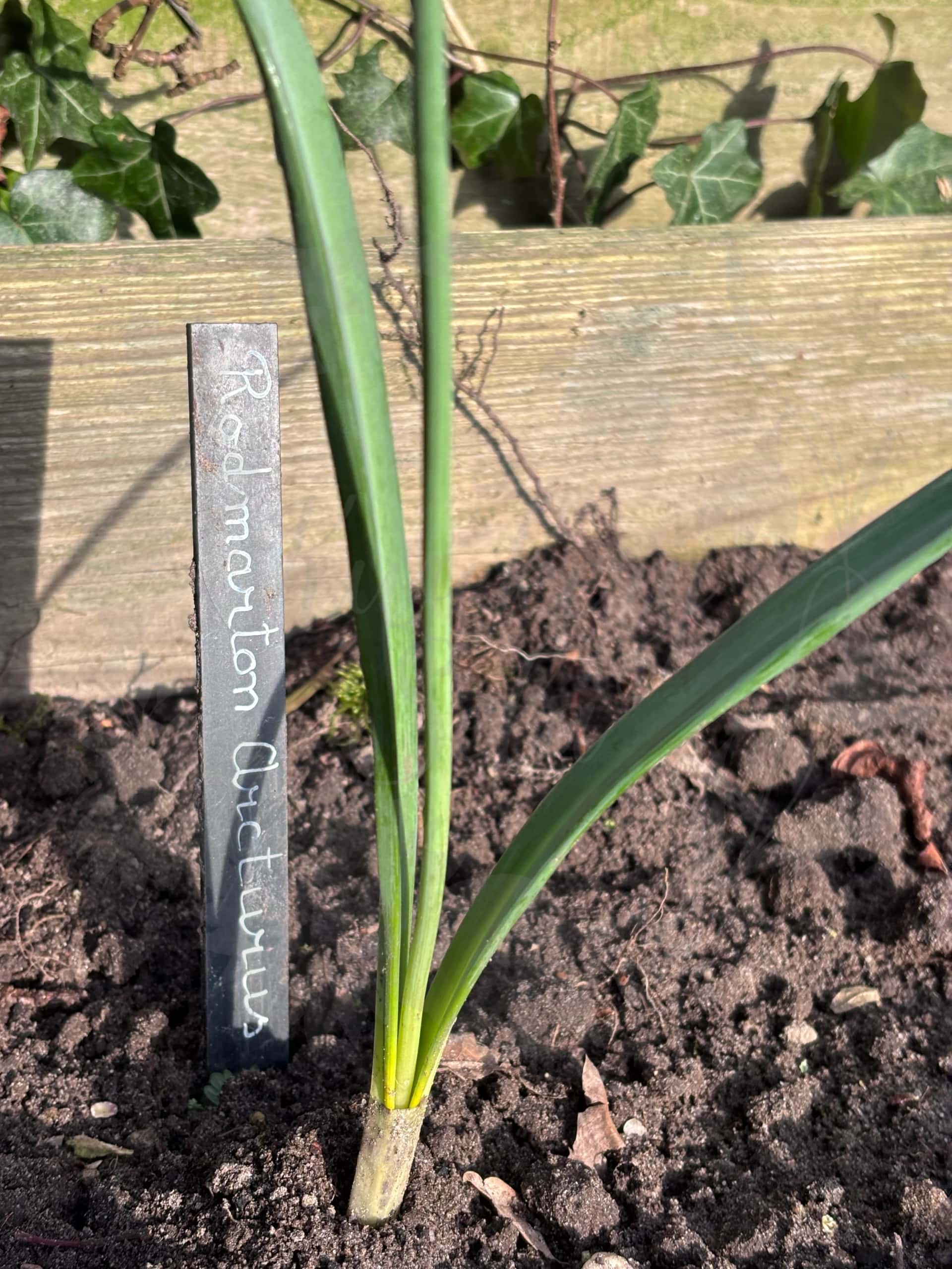 Galanthus "Rodmarton Arcturus" 5