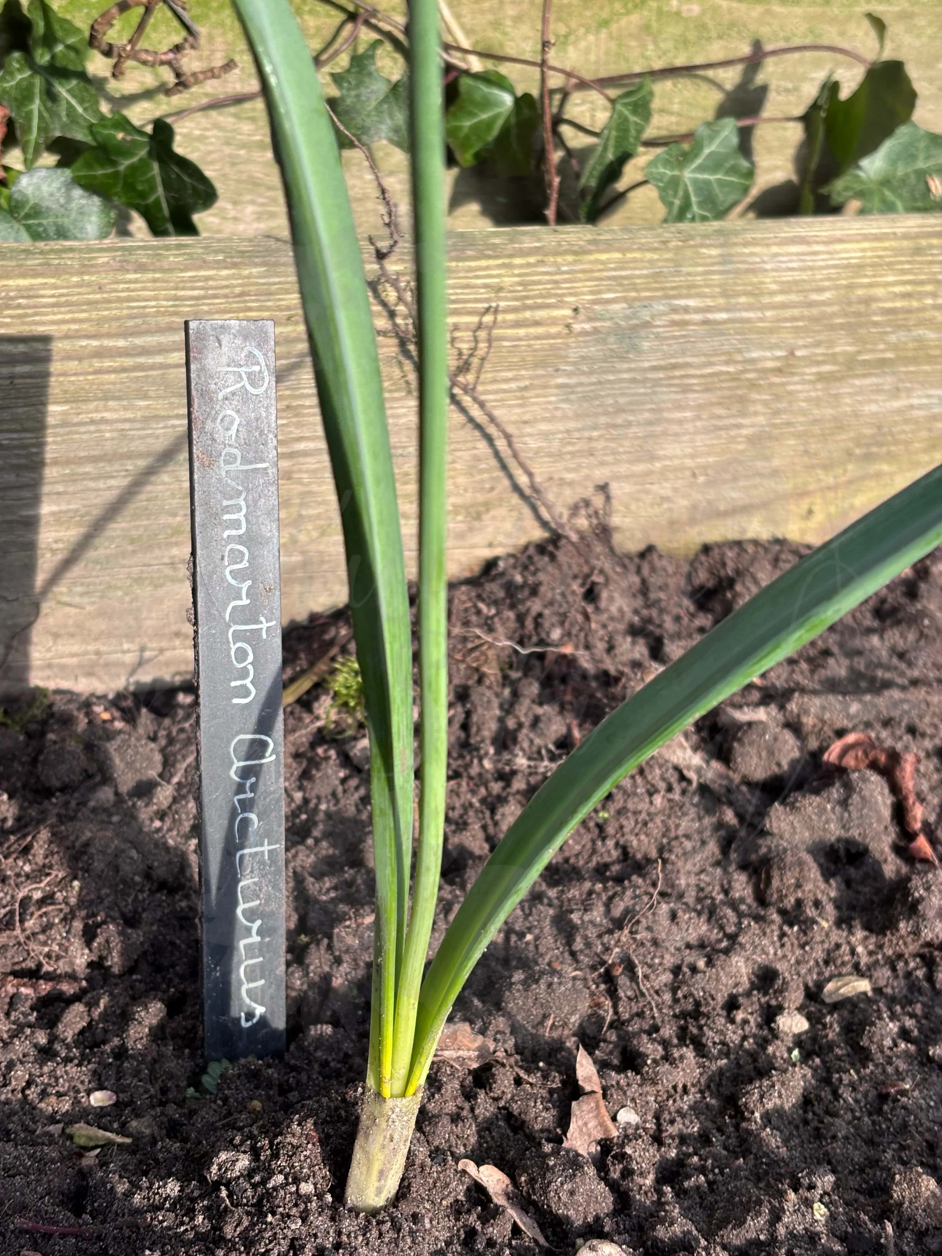 Galanthus "Rodmarton Arcturus" 5