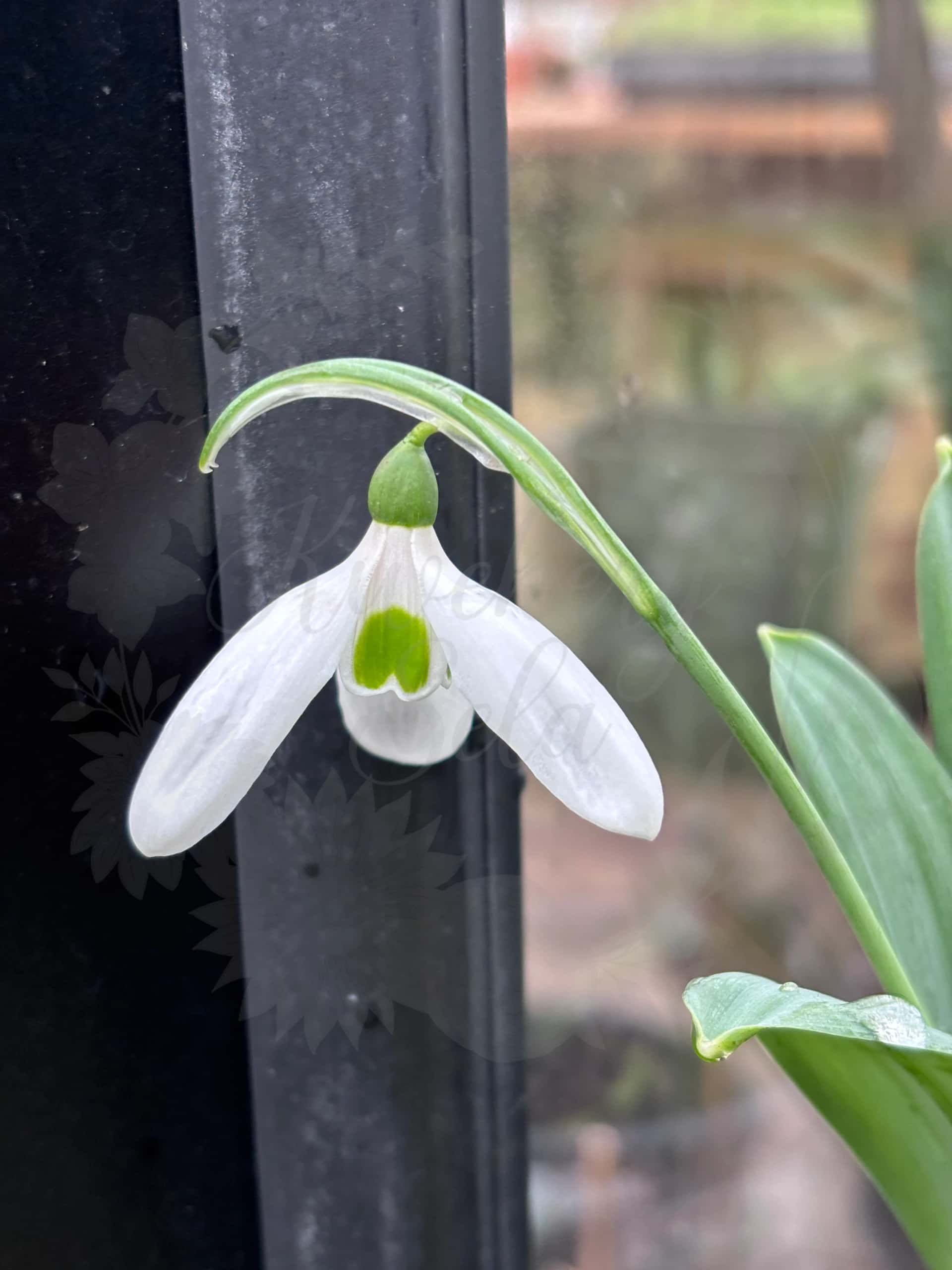 Galanthus "Ruth Birchall" 1