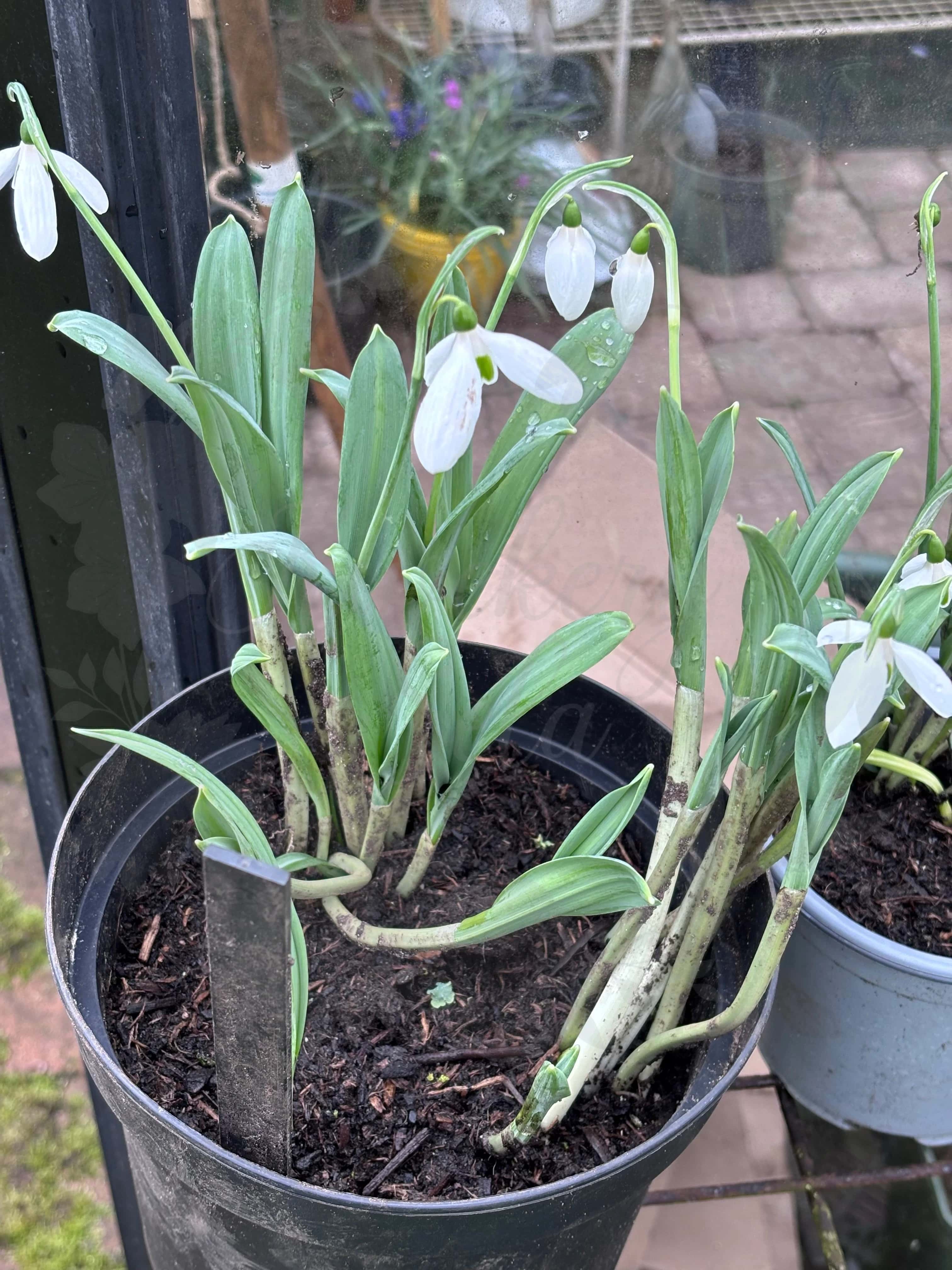 Galanthus "Ruth Birchall" 2