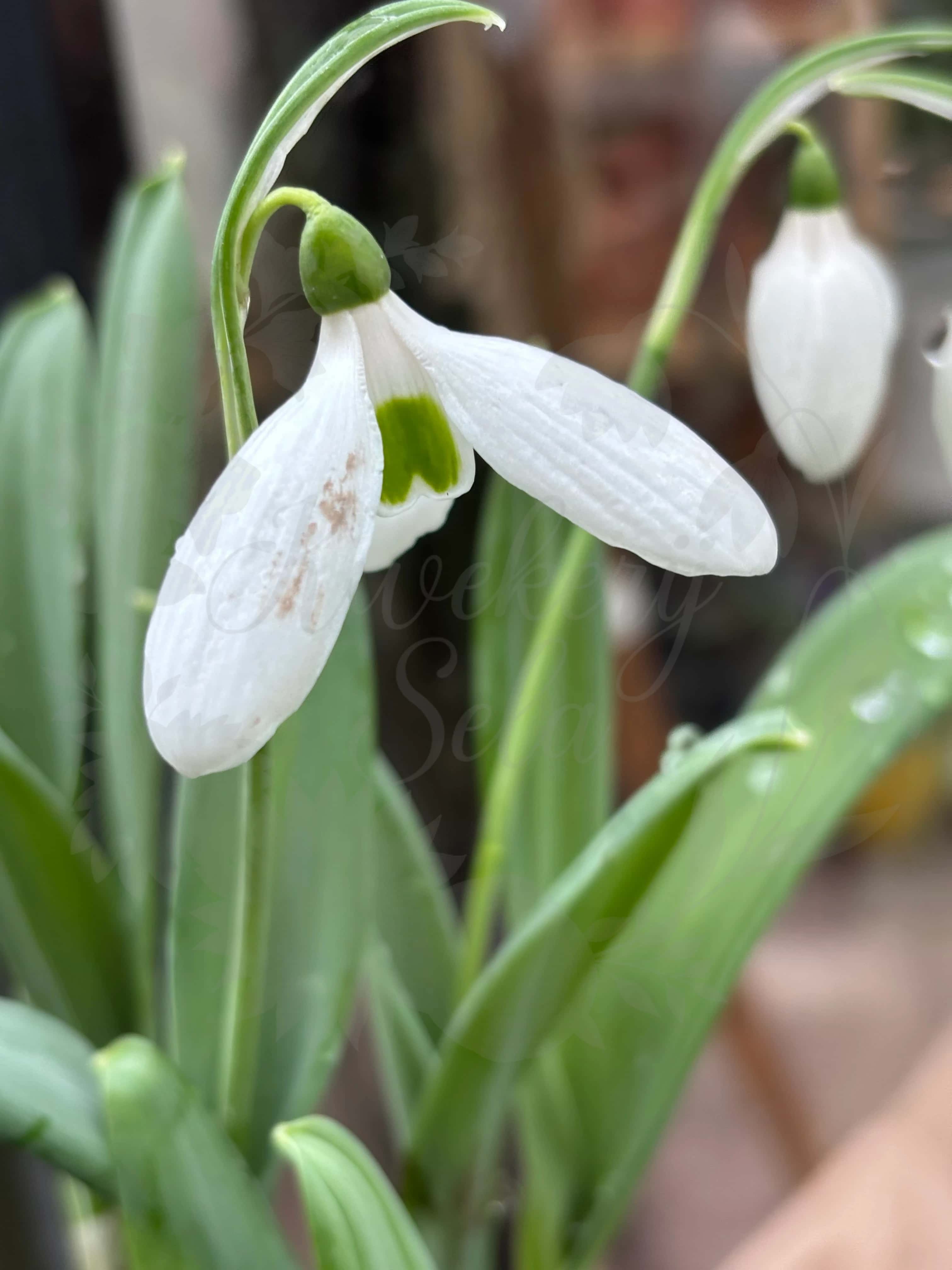 Galanthus "Ruth Birchall" 3