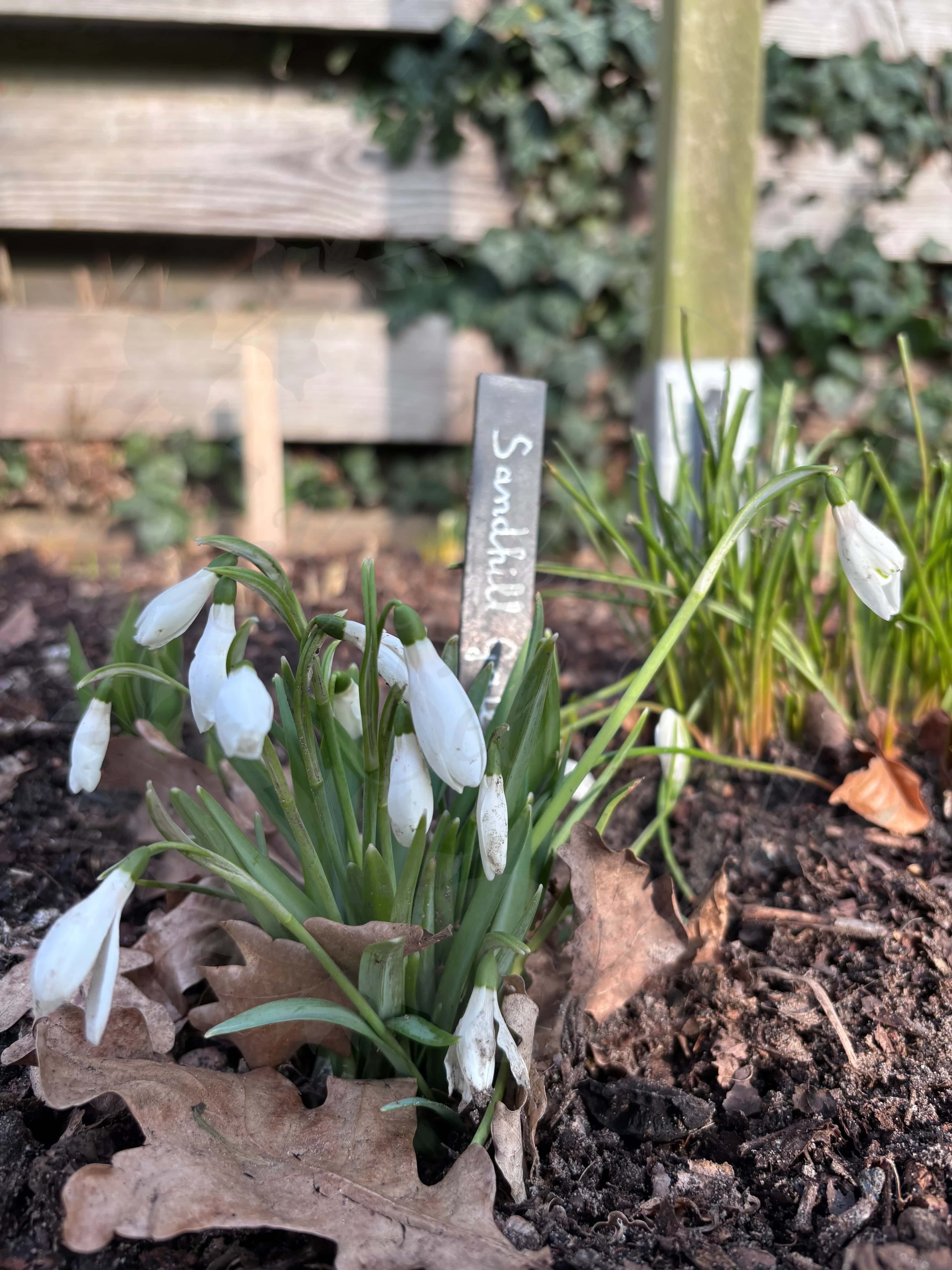 Galanthus "Sandhill Gate" 2