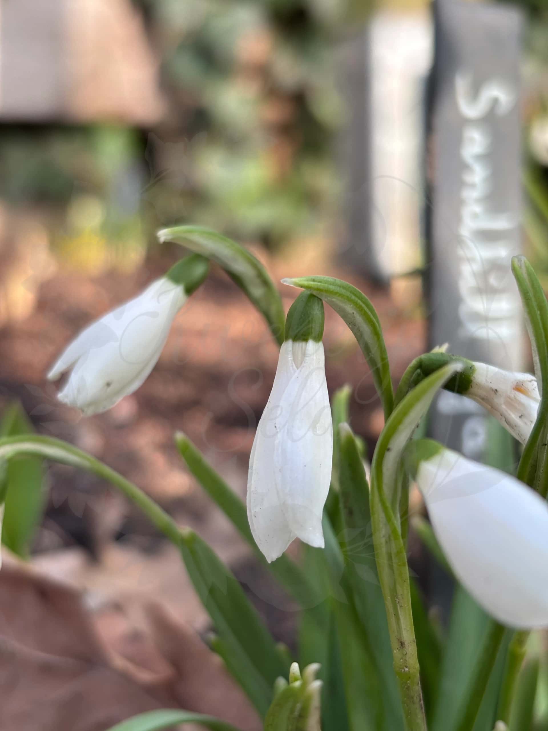 Galanthus "Sandhill Gate" 1