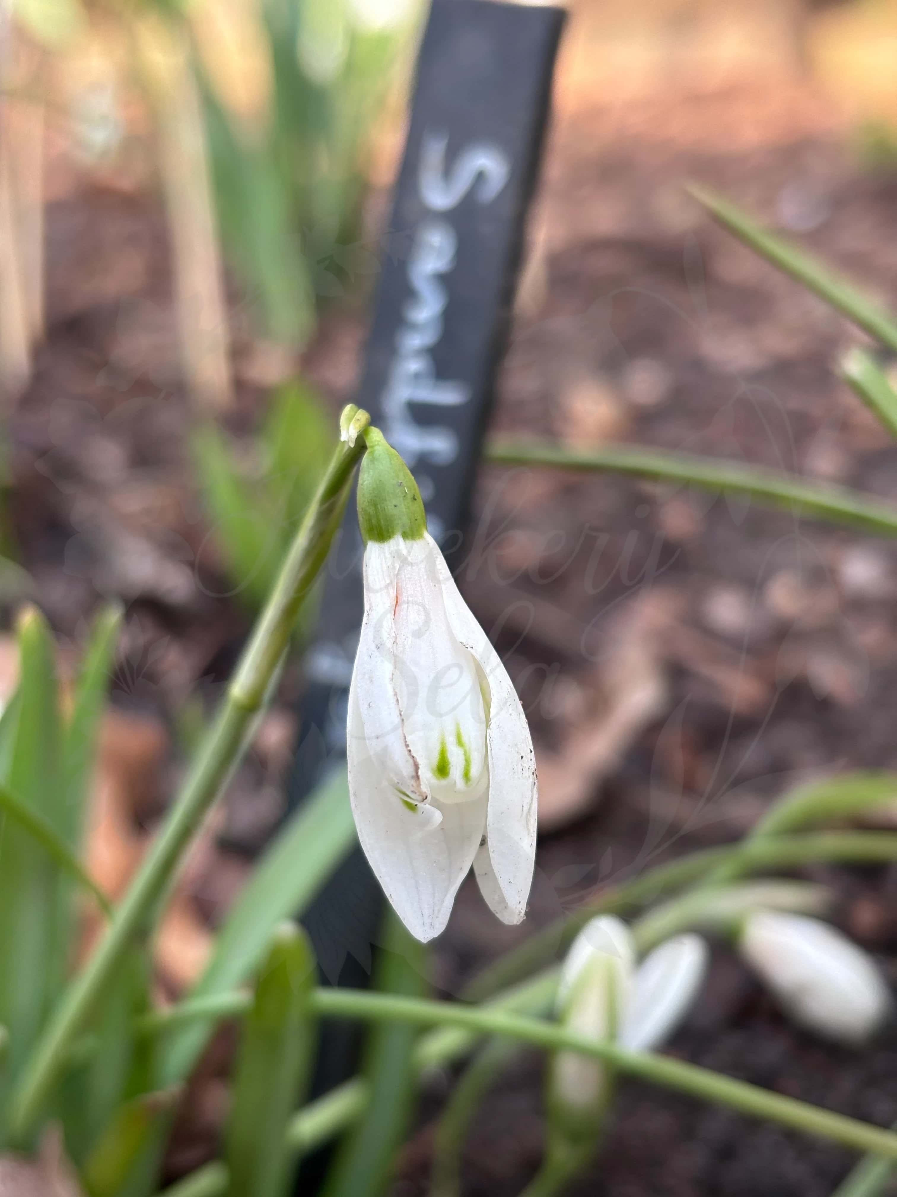 Galanthus "Sandhill Gate" 3