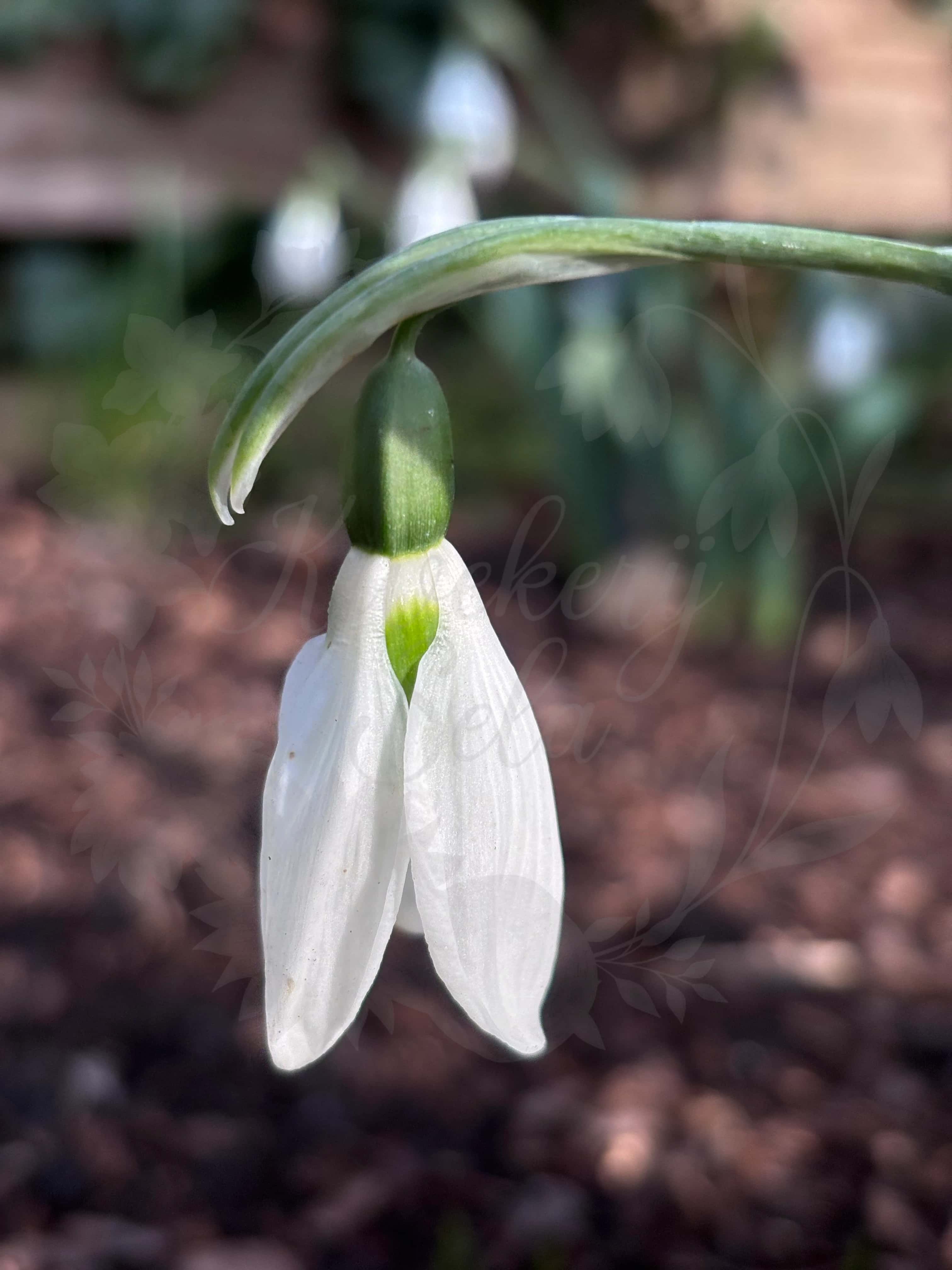 Galanthus "Seagull" 1