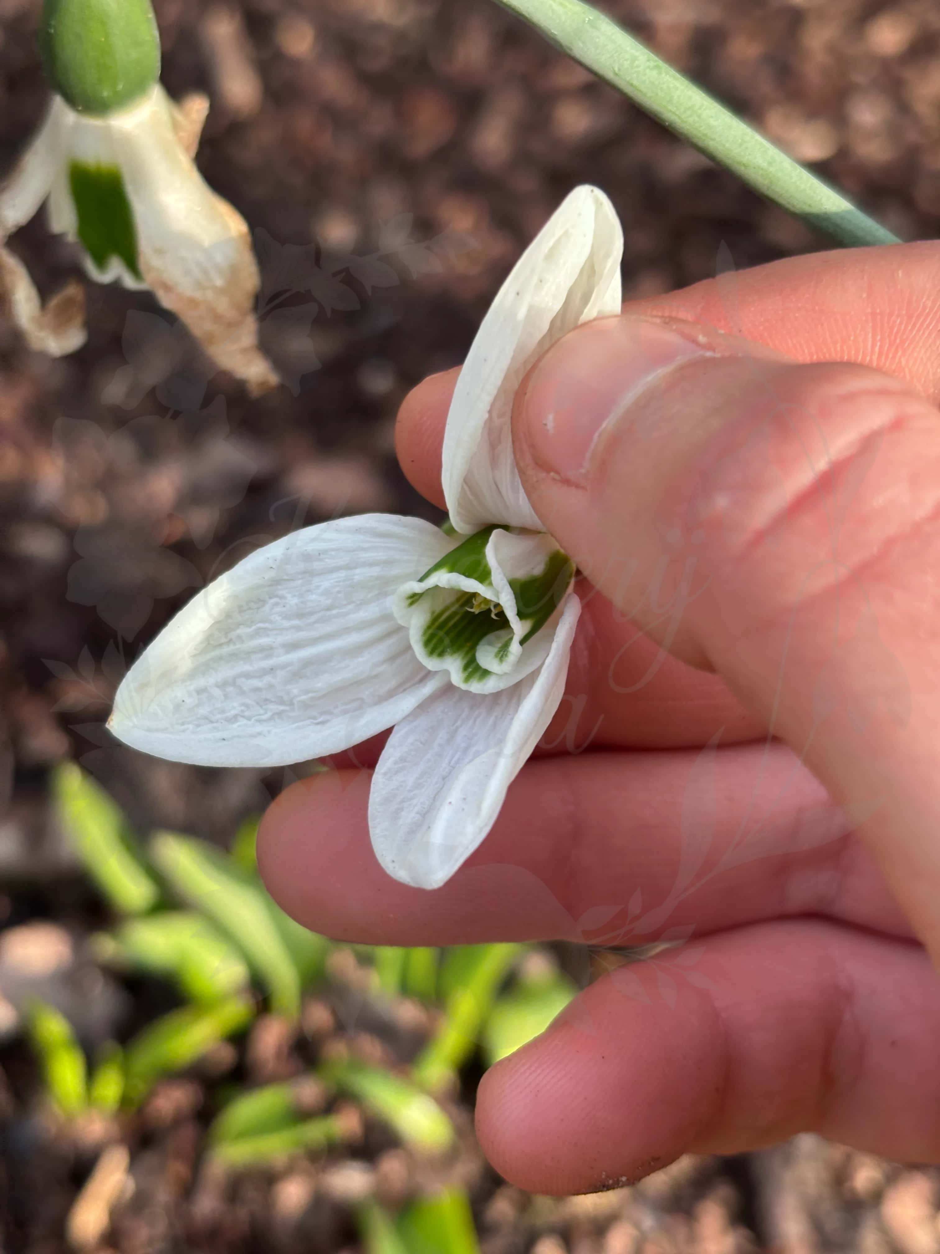 Galanthus "Seagull" 2