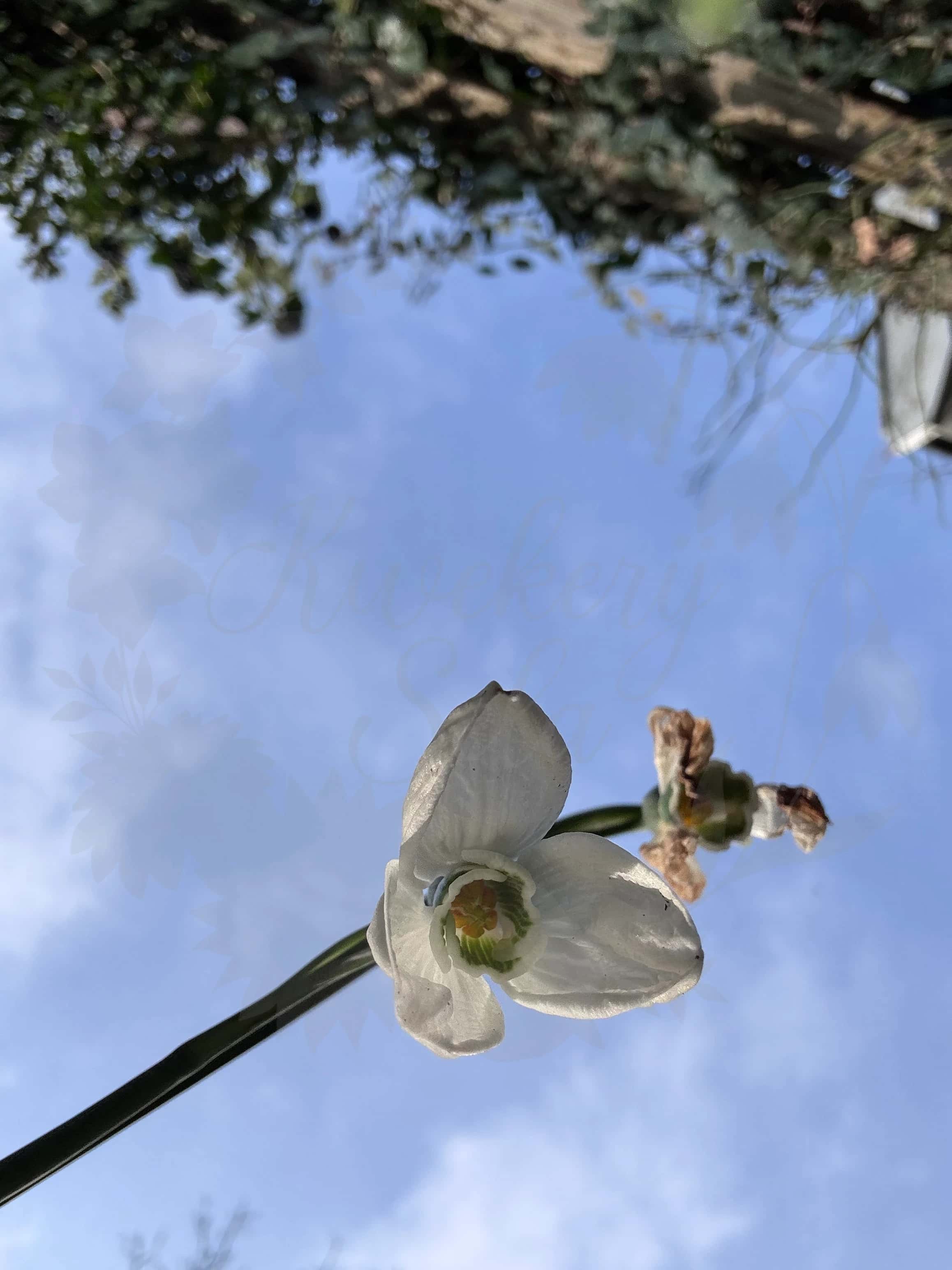 Galanthus "Seagull" 3