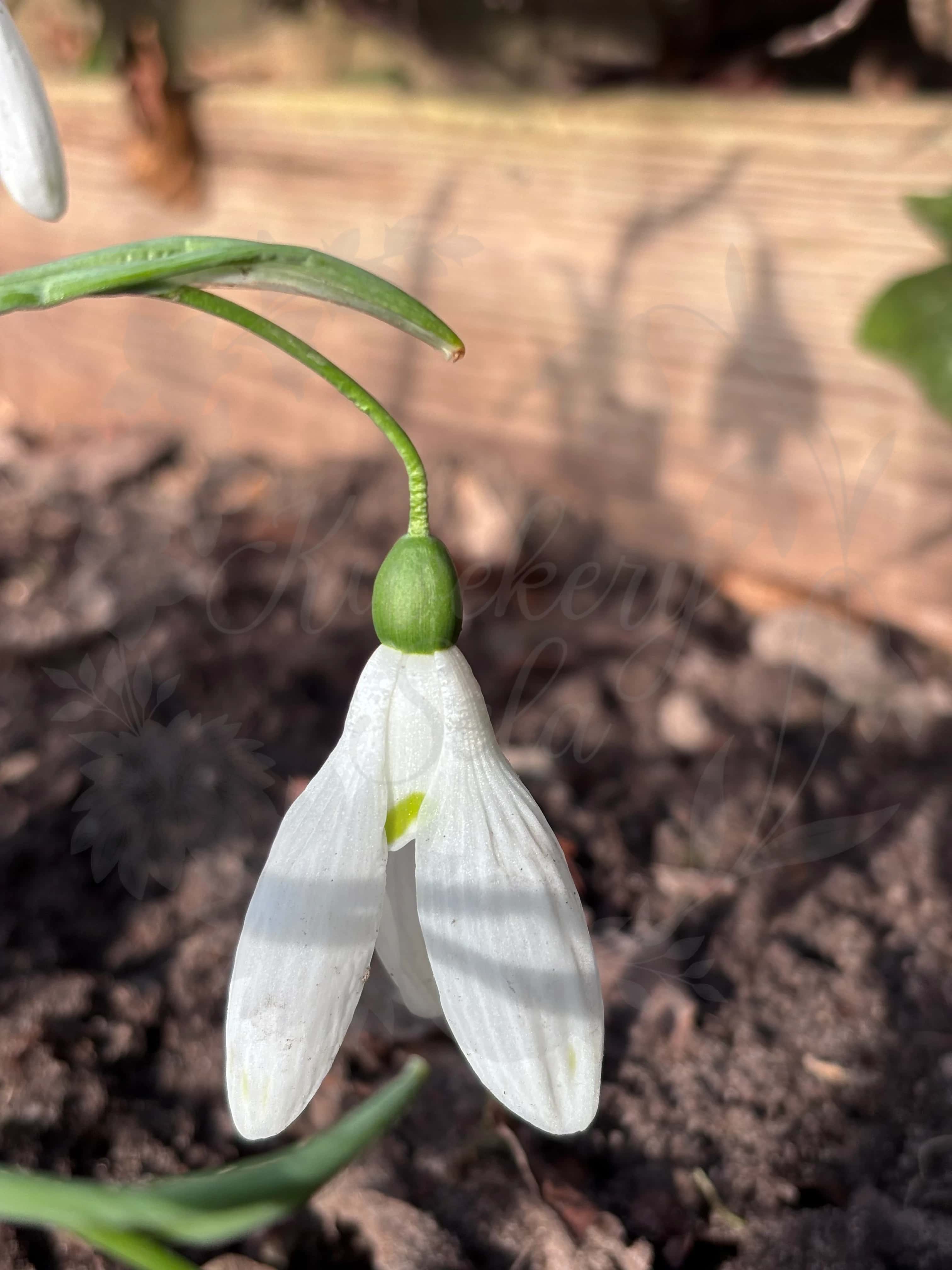 Galanthus "Sibirica" 2