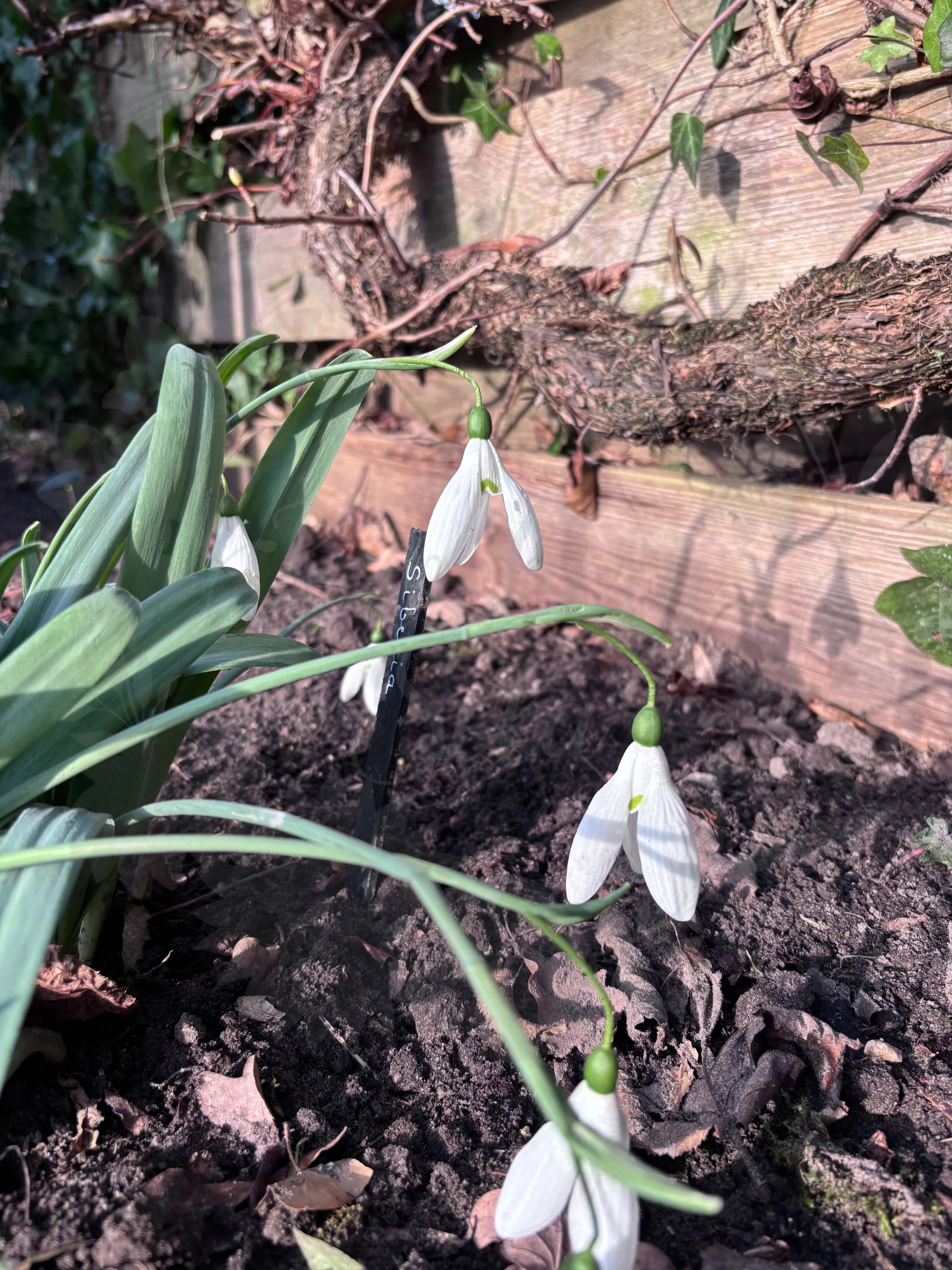 Galanthus "Sibirica" 3