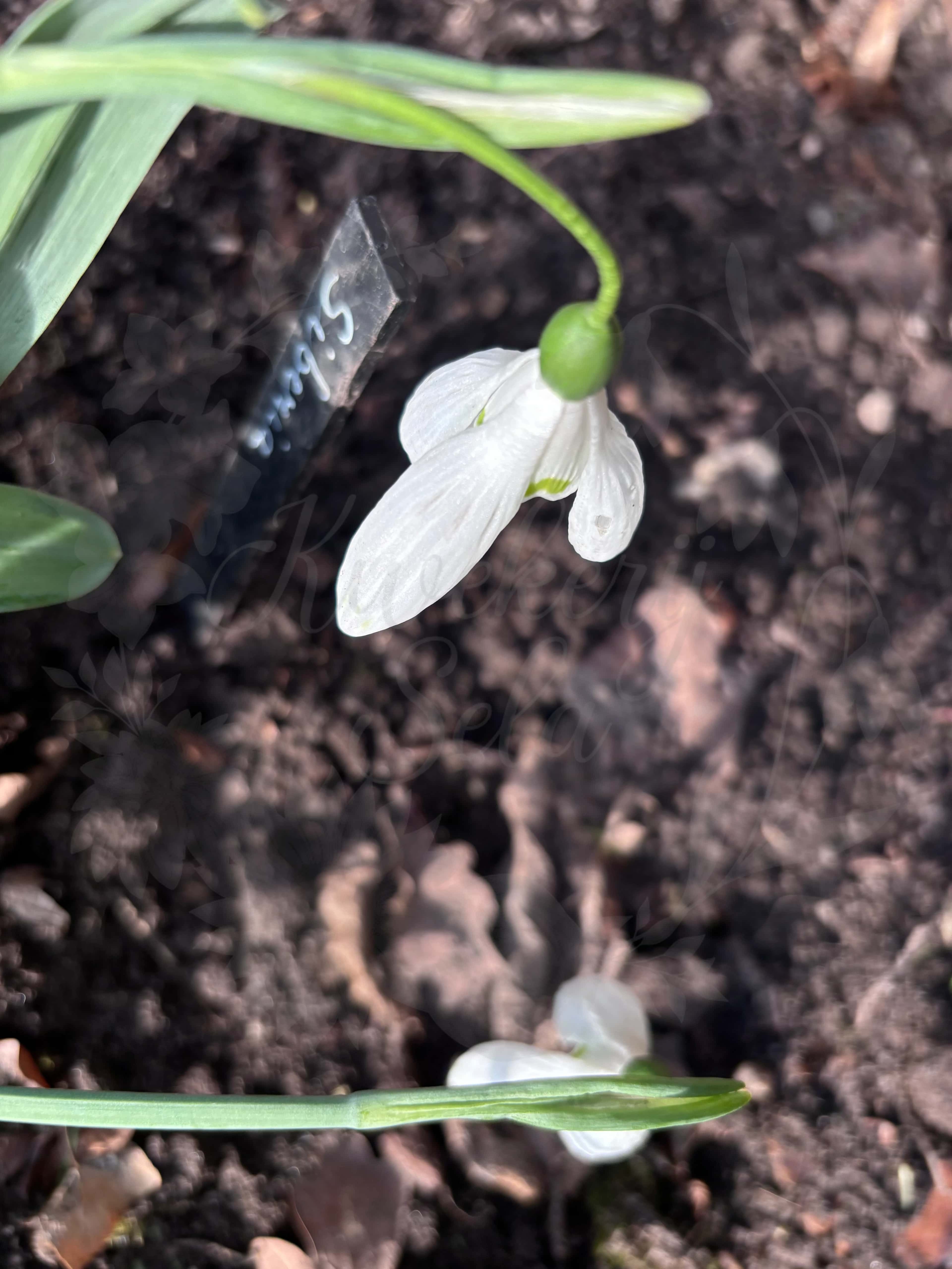 Galanthus "Sibirica" 4