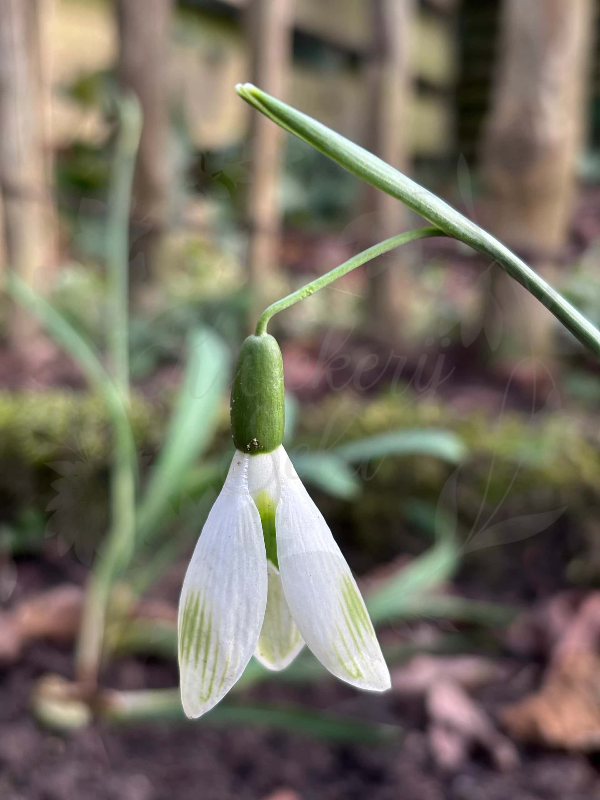 Galanthus "Snow Angel" 1