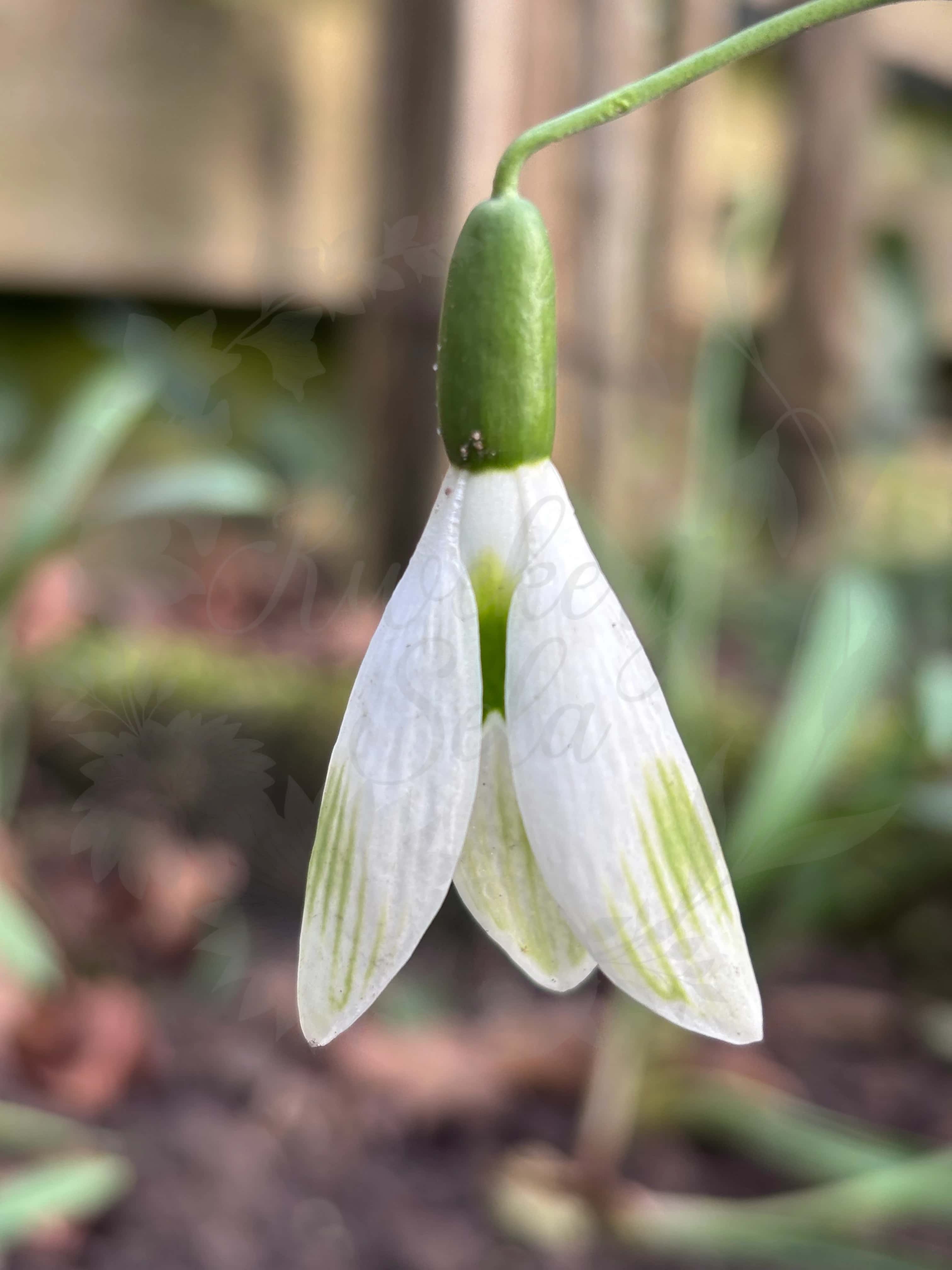 Galanthus "Snow Angel" 2