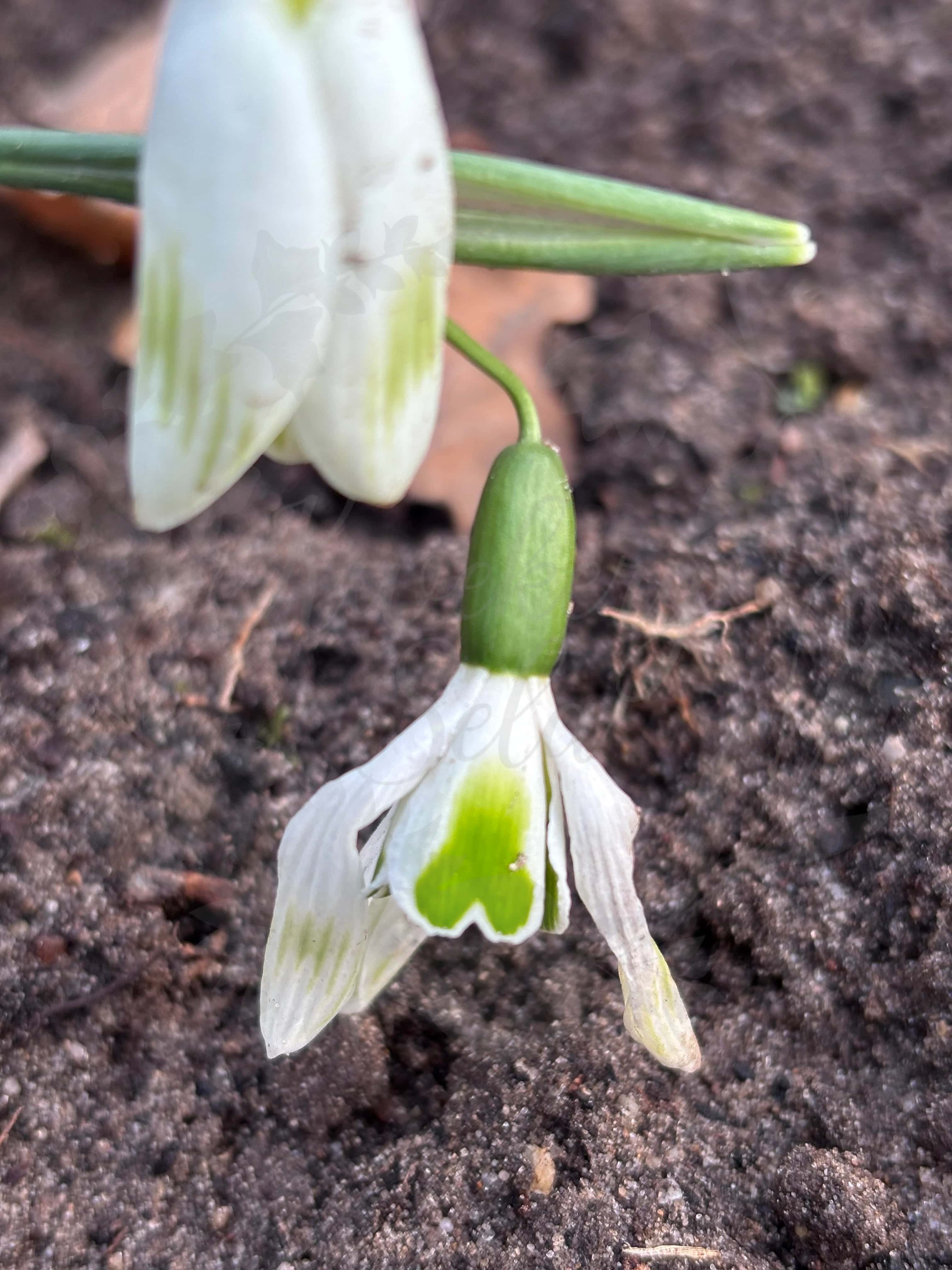 Galanthus "Snow Angel" 3